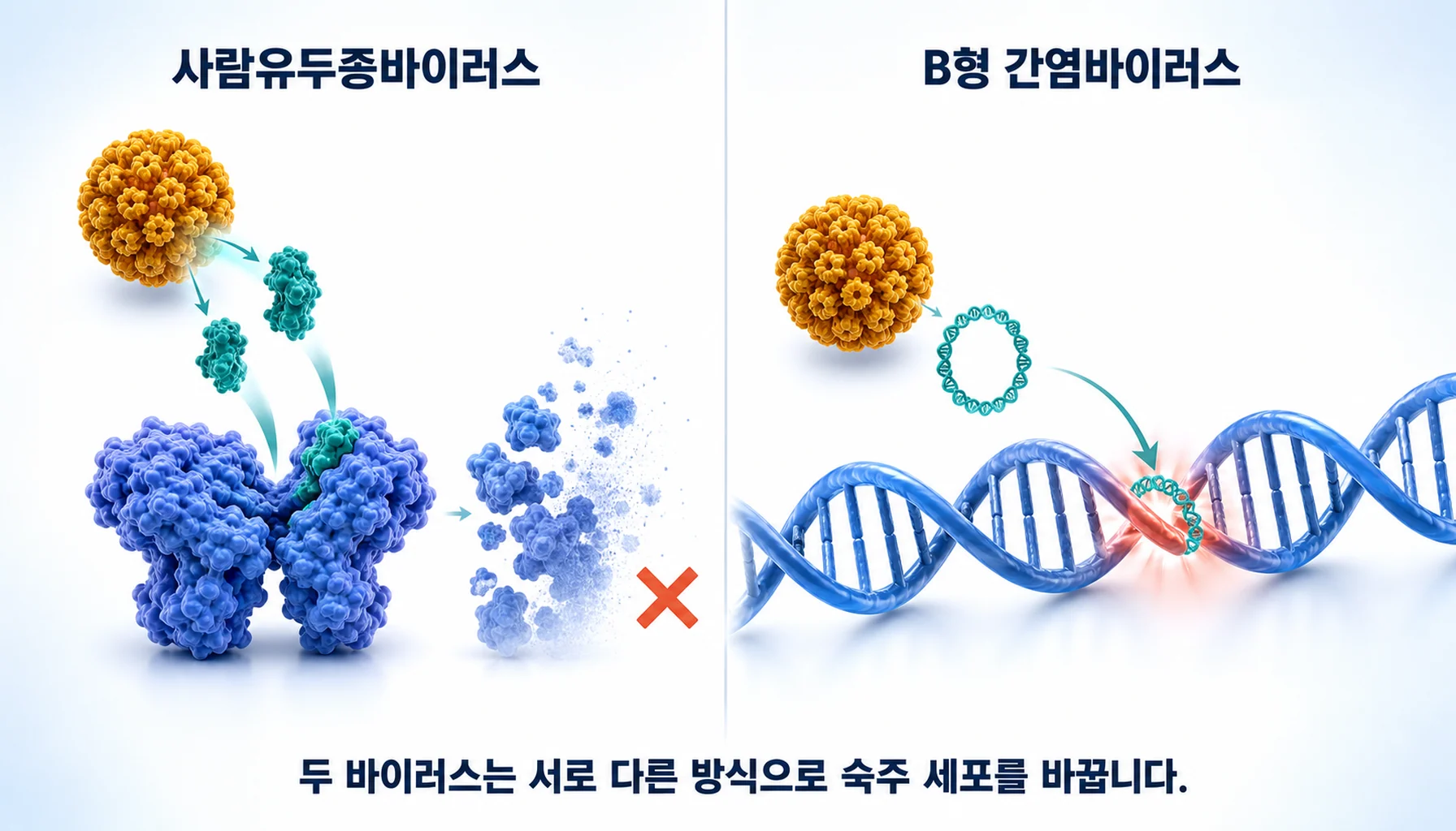 사람유두종바이러스와 B형 간염바이러스가 숙주 세포를 바꾸는 두 방식을 그린 그림