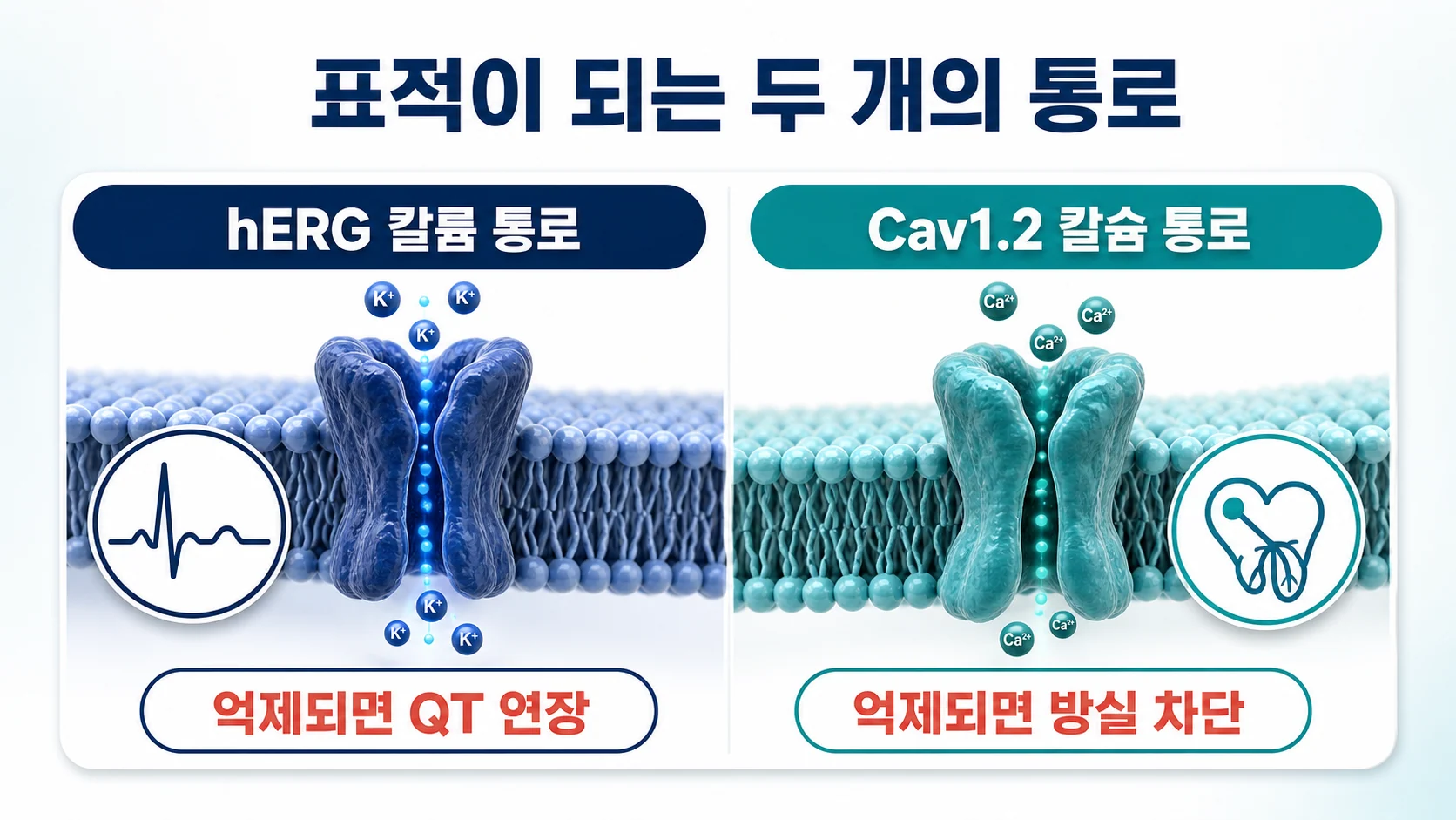anti-Ro SSA 항체가 hERG 칼륨 통로와 Cav1.2 칼슘 통로를 억제하는 두 갈래 기전을 정리한 그림