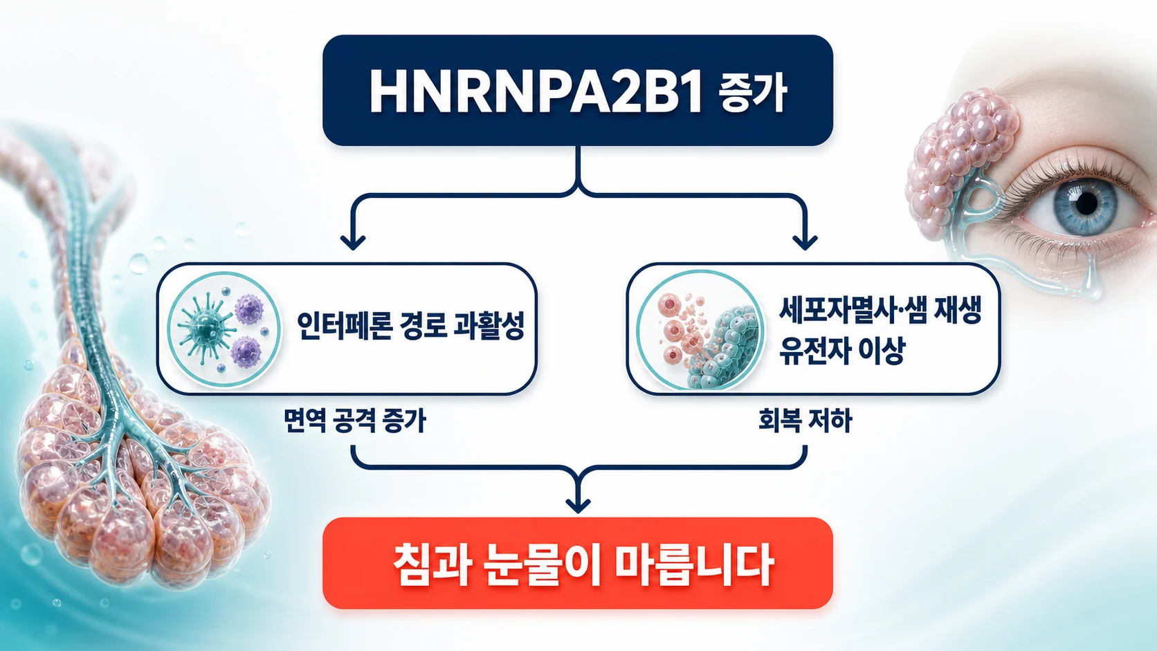 HNRNPA2B1을 축으로 한약이 RNA 메틸화와 샘 기능에 영향을 줄 수 있는 경로를 정리한 그림