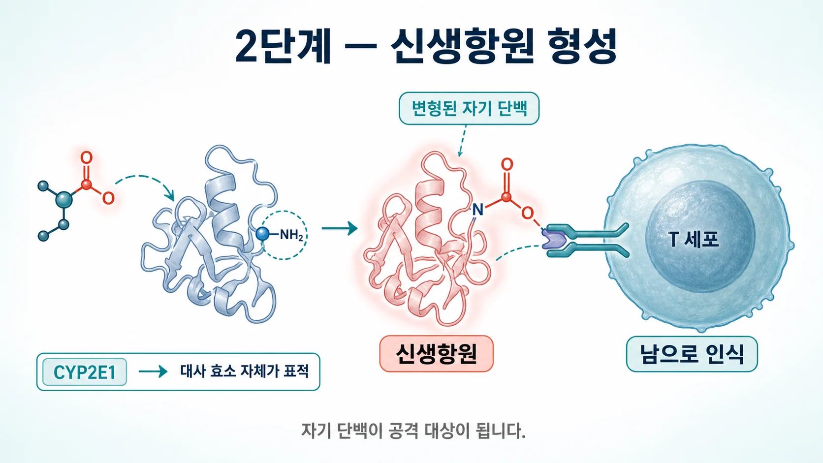 유기용매 대사물이 자기 단백질에 결합해 신생항원을 만들고 면역이 이를 공격 대상으로 인식하는 과정 이미지