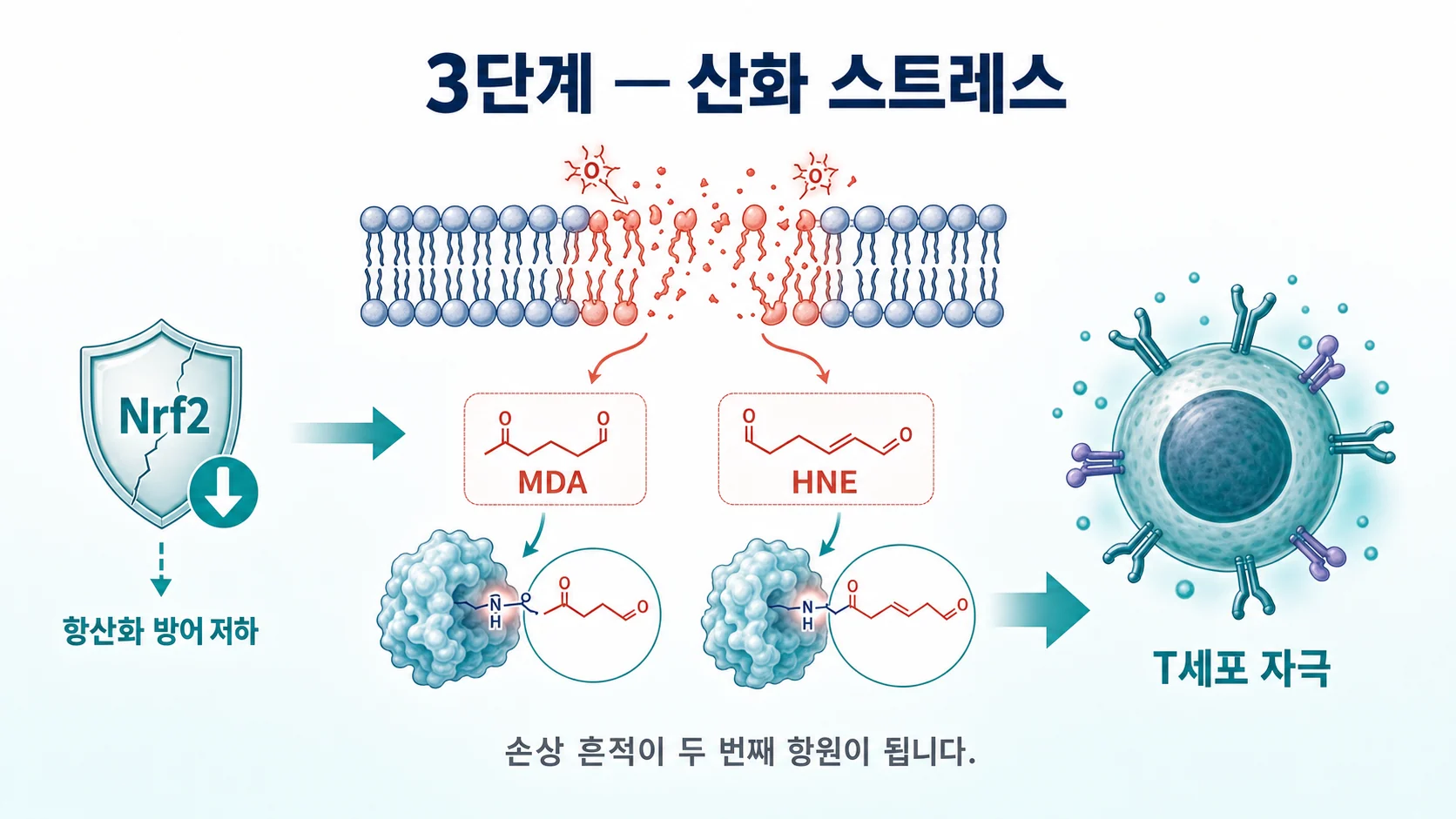 산화 스트레스로 생긴 MDA HNE 알데히드 부가체가 그 자체로 T세포를 자극하는 항원이 되는 과정 이미지