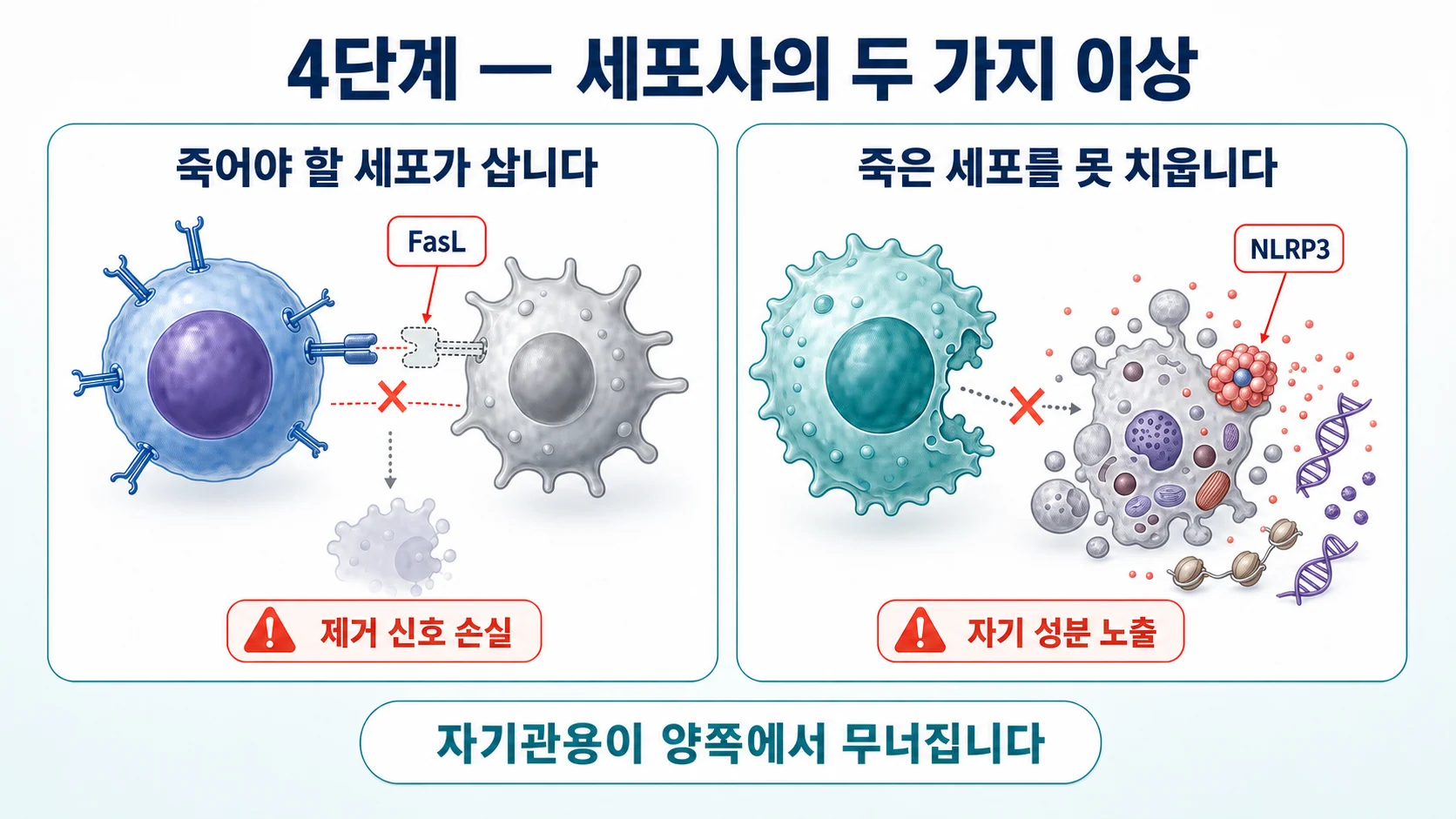 죽어야 할 자기반응성 T세포는 살아남고 죽은 세포는 치워지지 않아 자기관용이 무너지는 단계 이미지