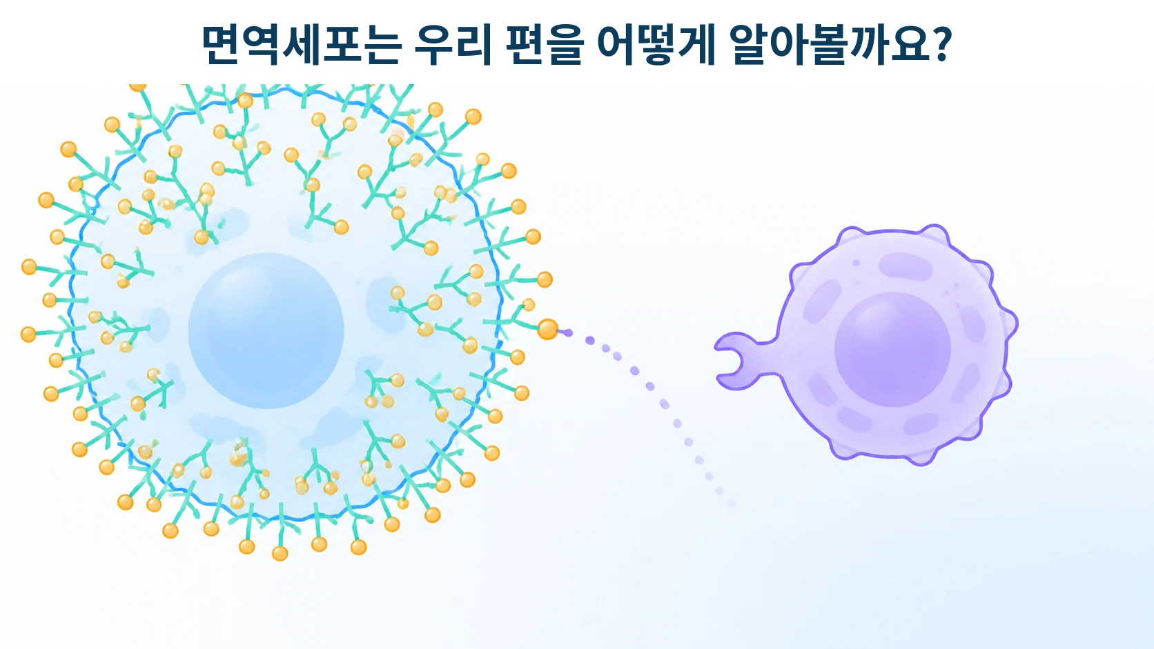 세포 표면을 덮은 당 사슬이 순찰 세포를 진정시키는 모습을 형상화한 개념 그림