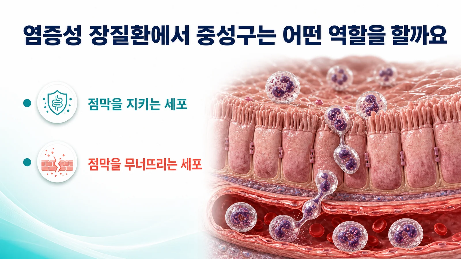 장 점막 단면과 혈관에서 점막으로 이동하는 백혈구를 그린 그림. 점막을 지키는 세포와 점막을 무너뜨리는 세포라는 두 가지 역할이 함께 표시되어 있다