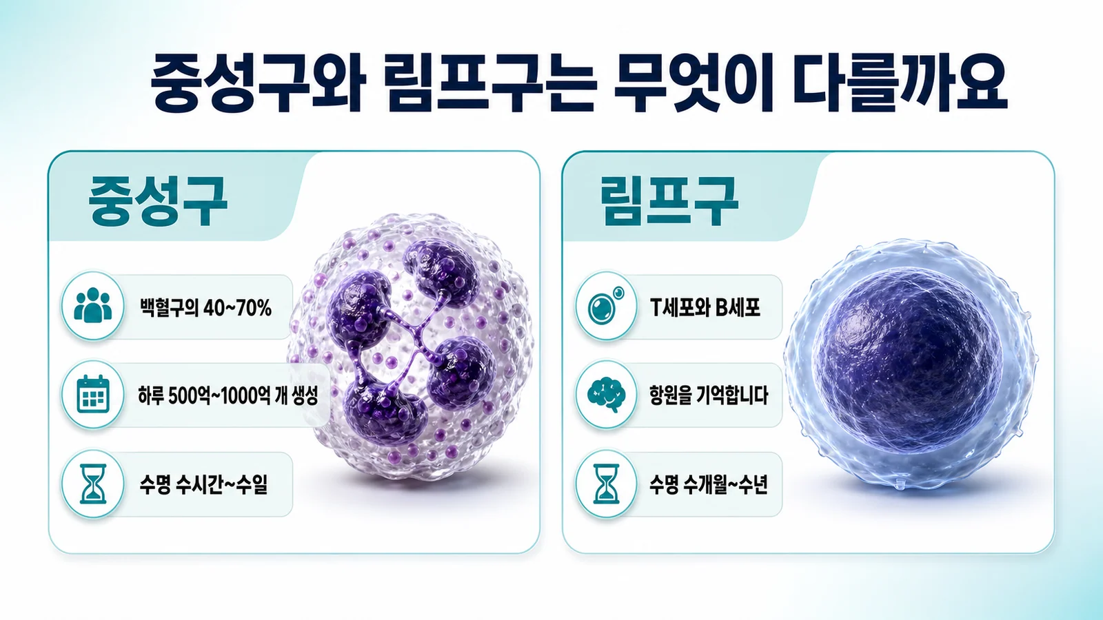 중성구와 림프구를 나란히 비교한 그림. 중성구는 백혈구의 40~70퍼센트를 차지하고 하루 500억에서 1000억 개가 만들어지며 수명이 수시간에서 수일이고, 림프구는 T세포와 B세포로 나뉘어 항원을 기억한다는 내용이 정리되어 있다