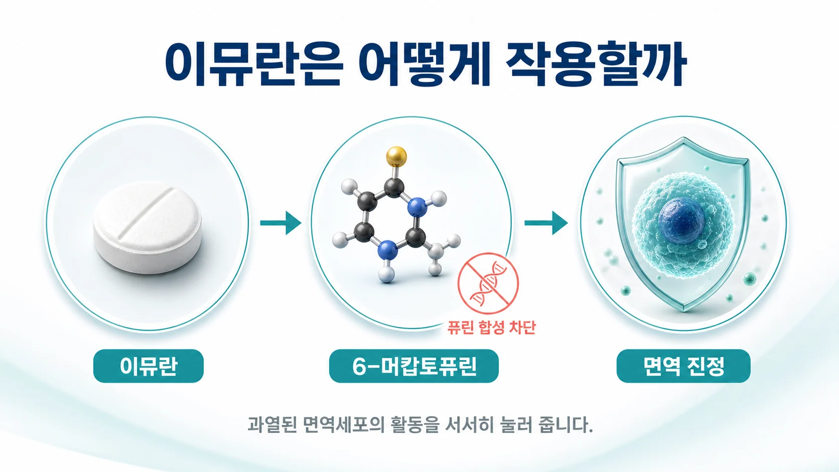 아자티오프린이 6-머캅토퓨린으로 바뀌어 면역세포의 퓨린 합성을 억제해 과열된 면역을 진정시키는 작동 원리 이미지
