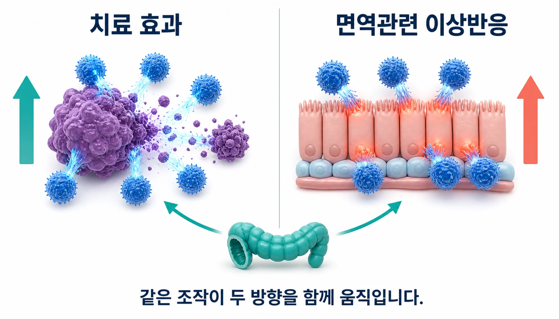 장내세균 조작이 치료 효과와 면역관련 이상반응 양쪽을 함께 움직인다는 관계를 그린 그림