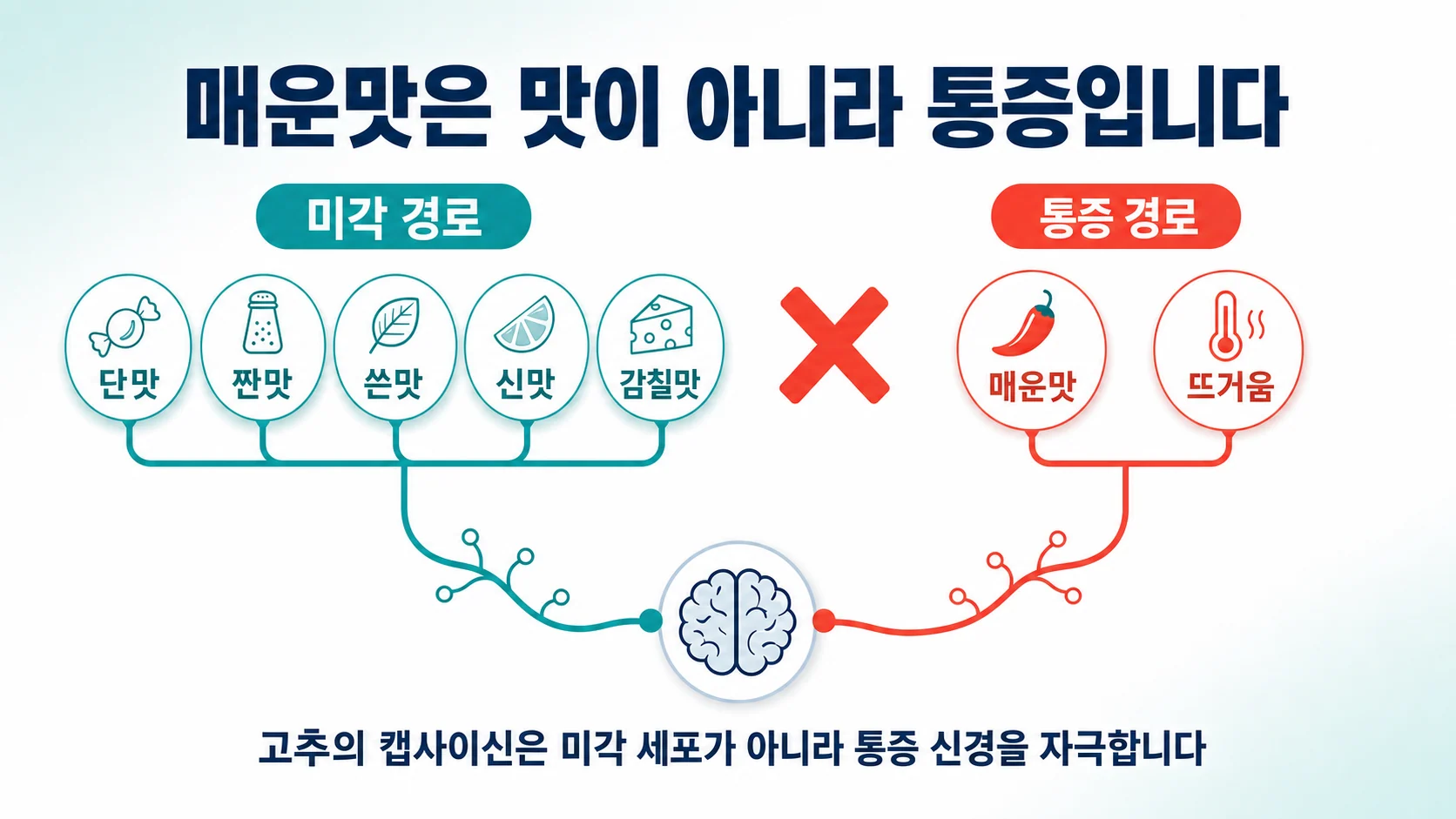 매운맛이 미각이 아니라 통증 경로로 전달되는 것을 보여주는 도해