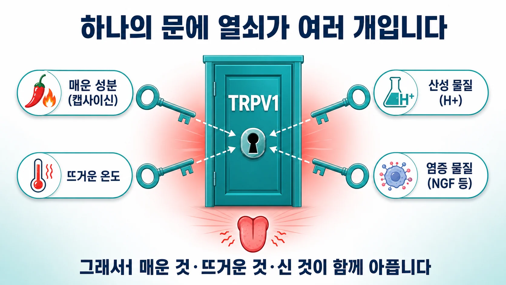 TRPV1 하나의 채널이 매운맛·뜨거움·산을 함께 감지한다는 도해