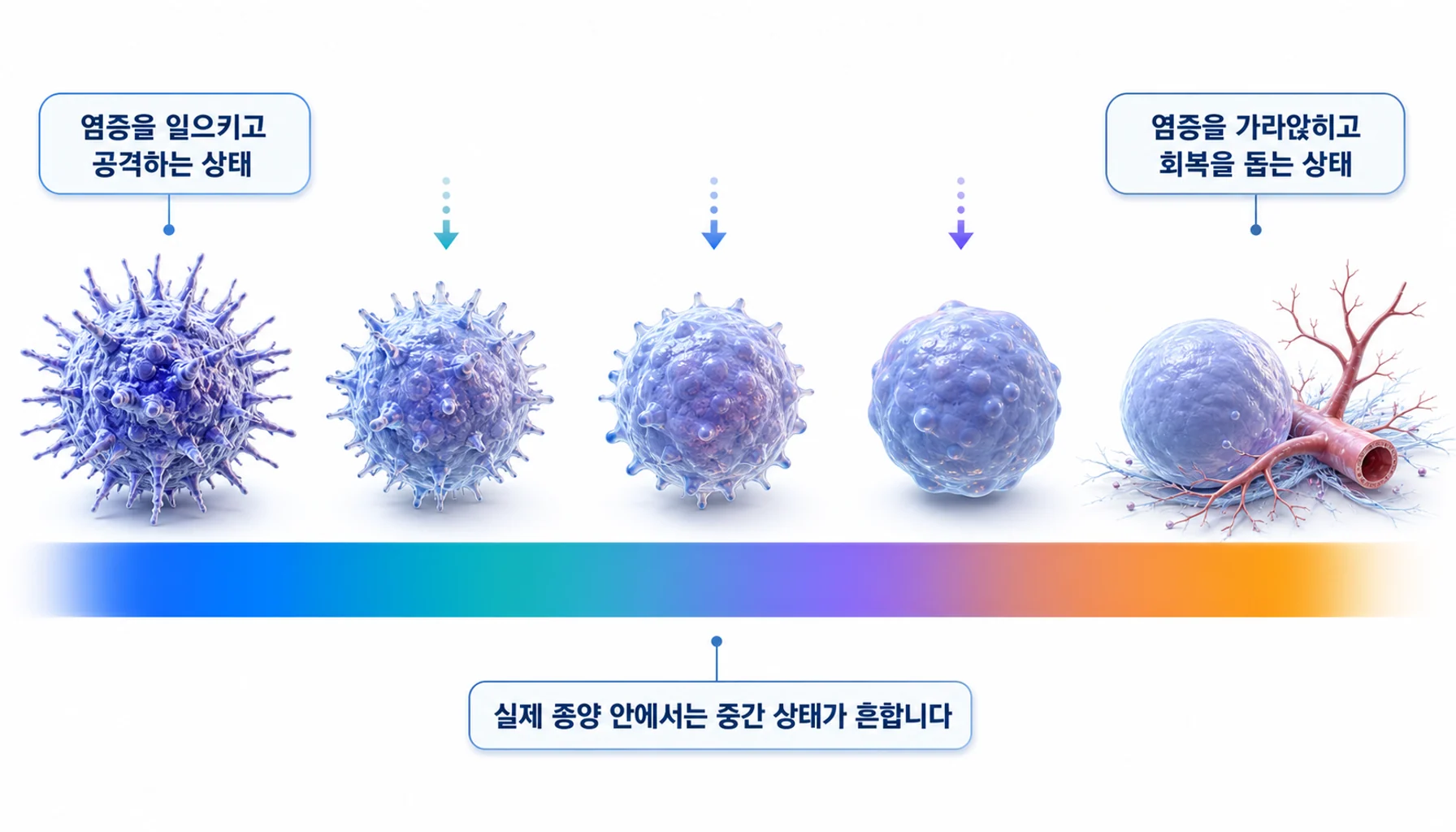 대식세포가 주변 신호에 따라 서로 다른 상태로 기우는 과정을 그린 그림