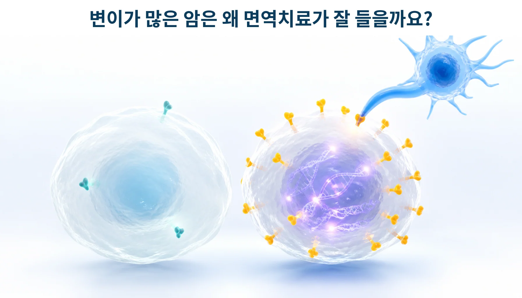 변이가 쌓인 세포 표면에 알아볼 표지가 늘어나는 모습을 형상화한 개념 그림