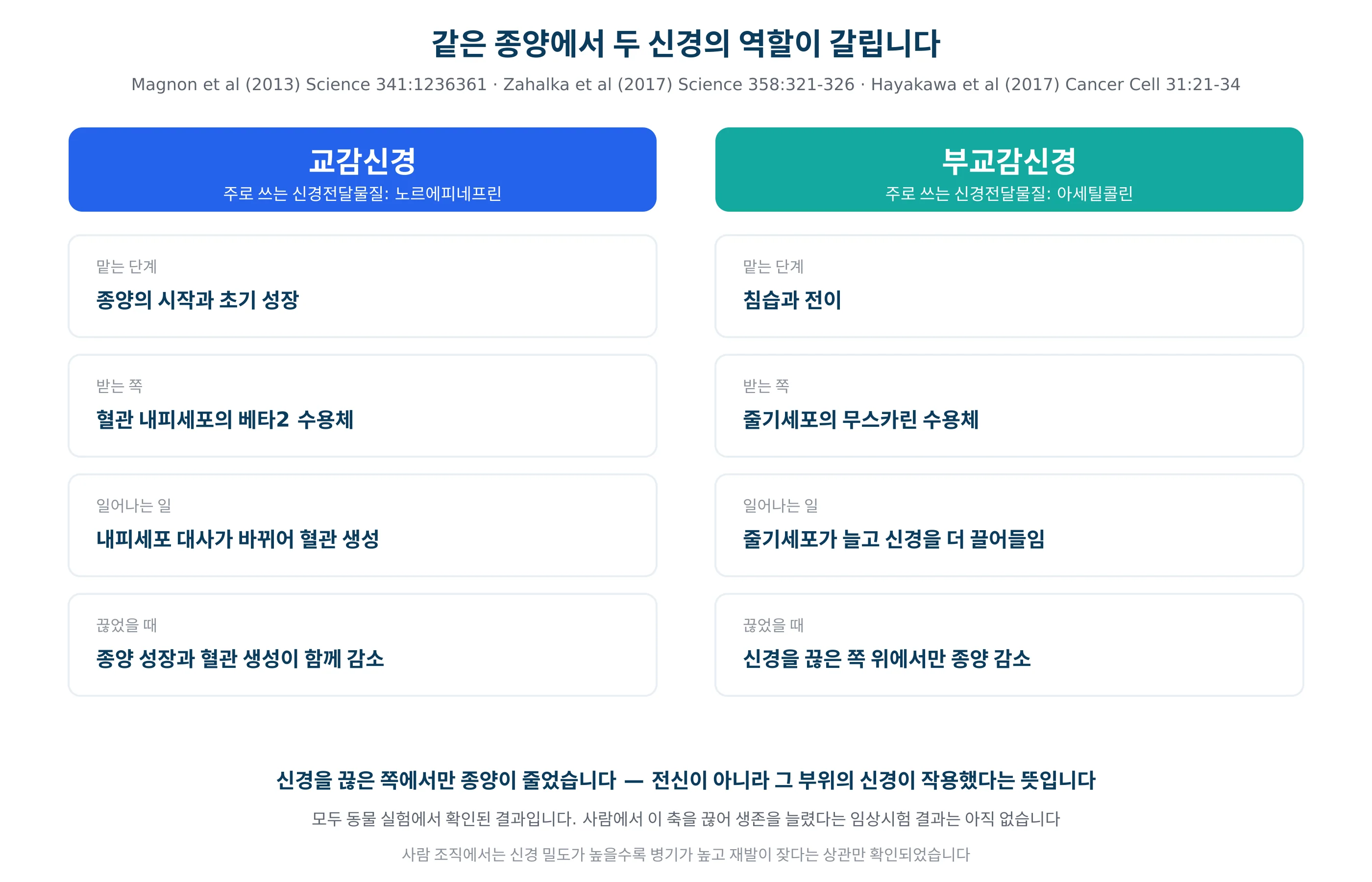 교감신경과 부교감신경이 종양의 서로 다른 단계를 담당하는 관계를 그린 그림