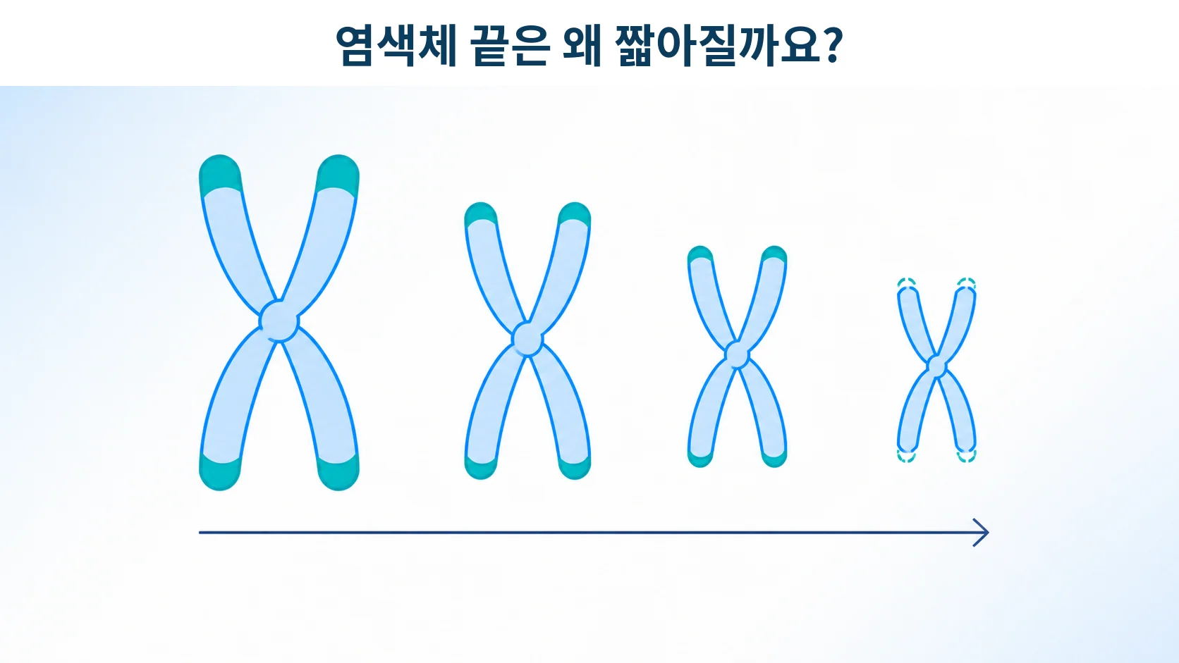 염색체 끝의 보호 덮개가 분열을 거듭하며 짧아지는 모습을 형상화한 개념 그림