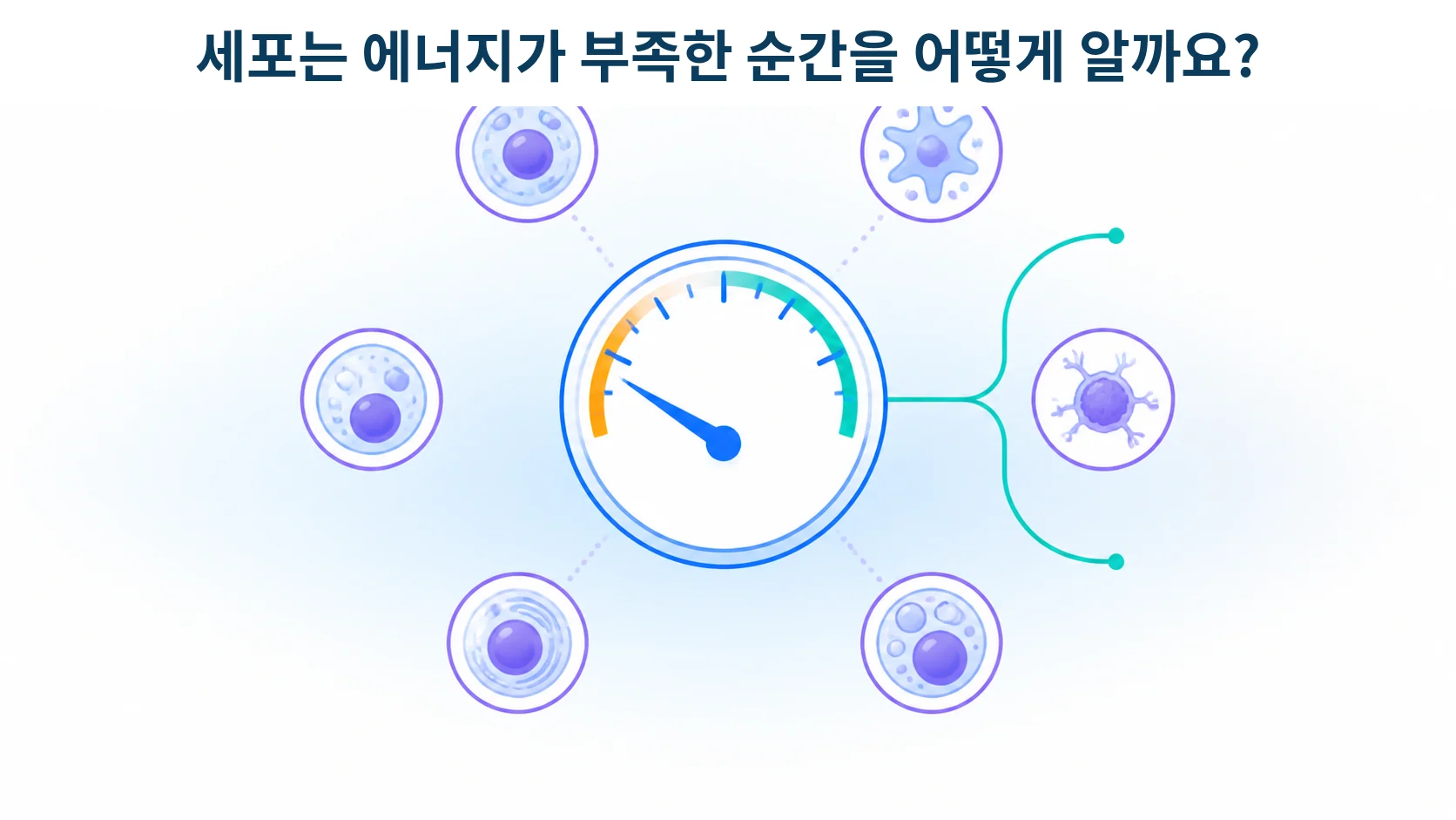 AMPK, 에너지가 부족할 때 켜지는 스위치가 노화와 종양과 면역을 함께 흔들 때