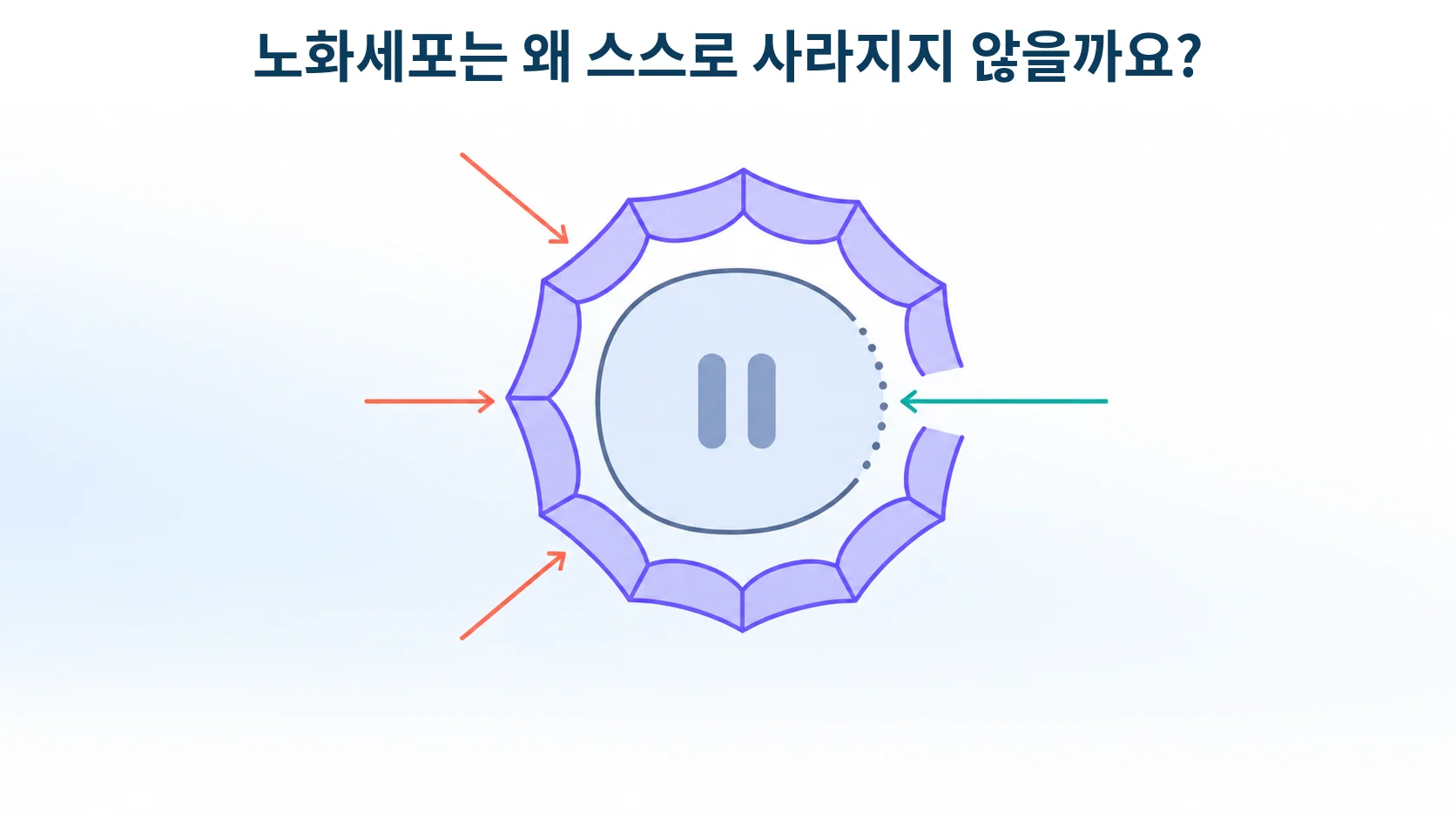 BCL-2와 세놀리틱, 노화세포가 죽지 않고 버틸 때