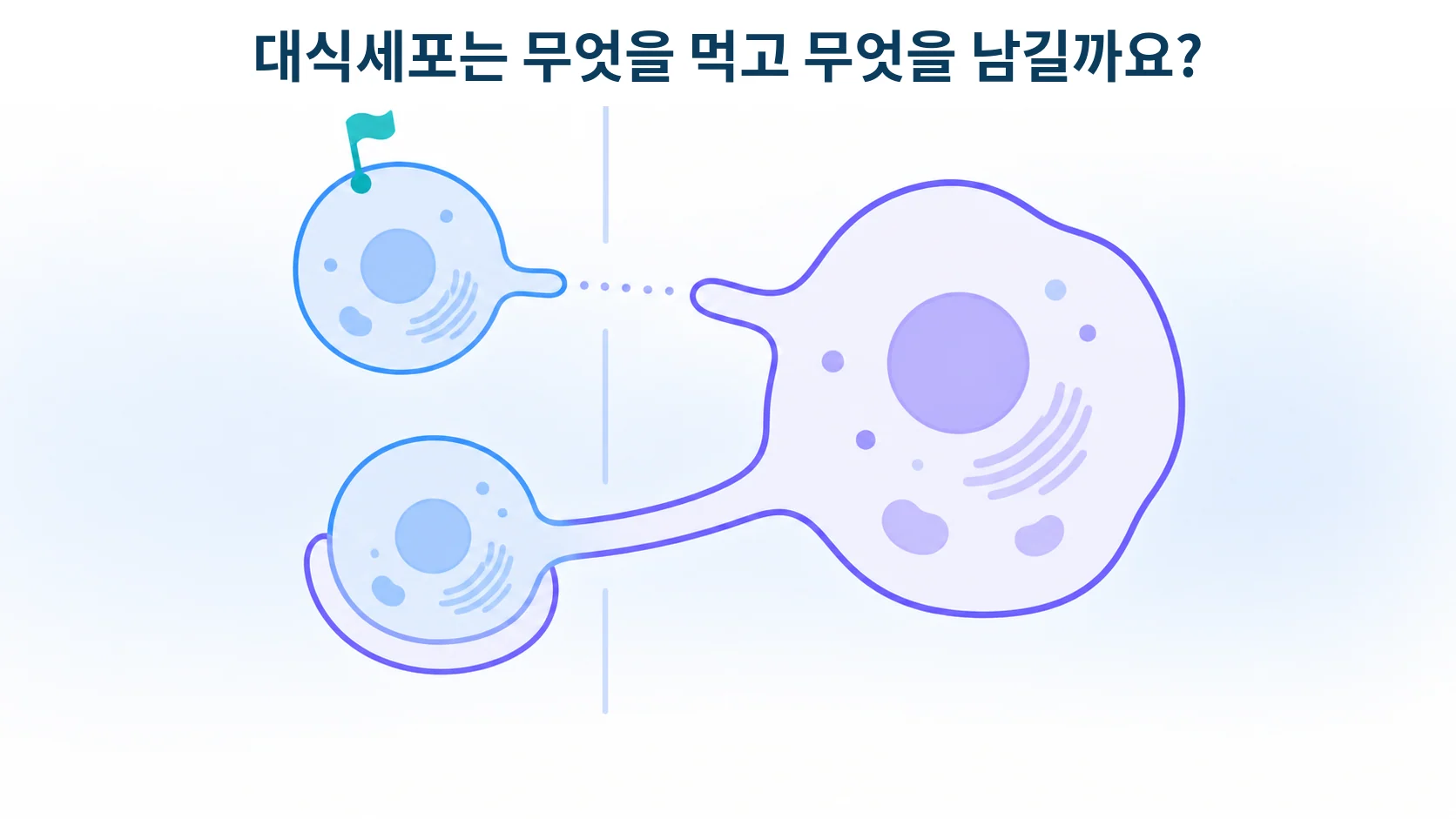 CD47, 세포가 「나를 먹지 마라」고 알릴 때