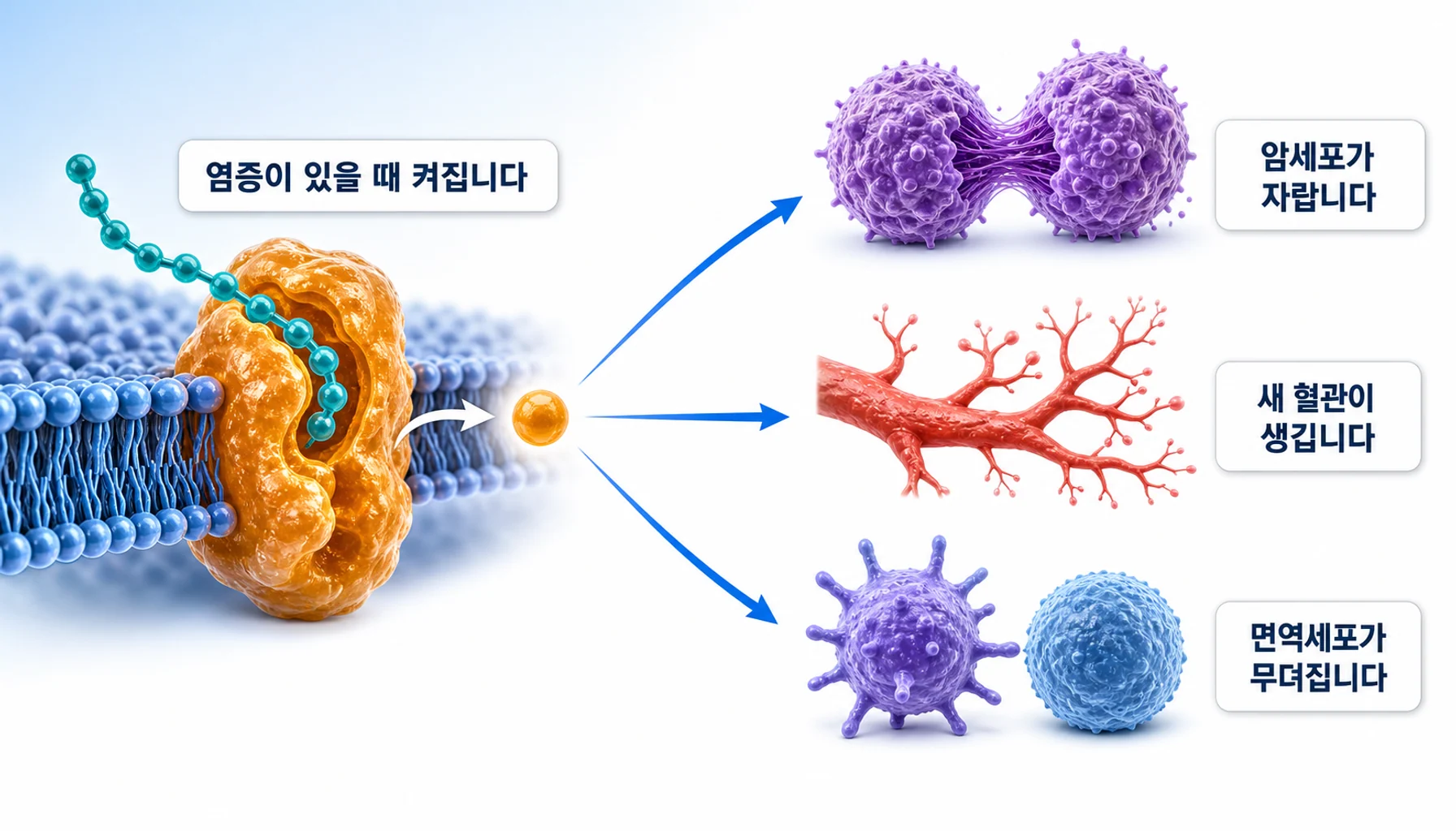 COX-2가 프로스타글란딘 E2를 만들고 여러 방향으로 작용하는 과정을 그린 그림