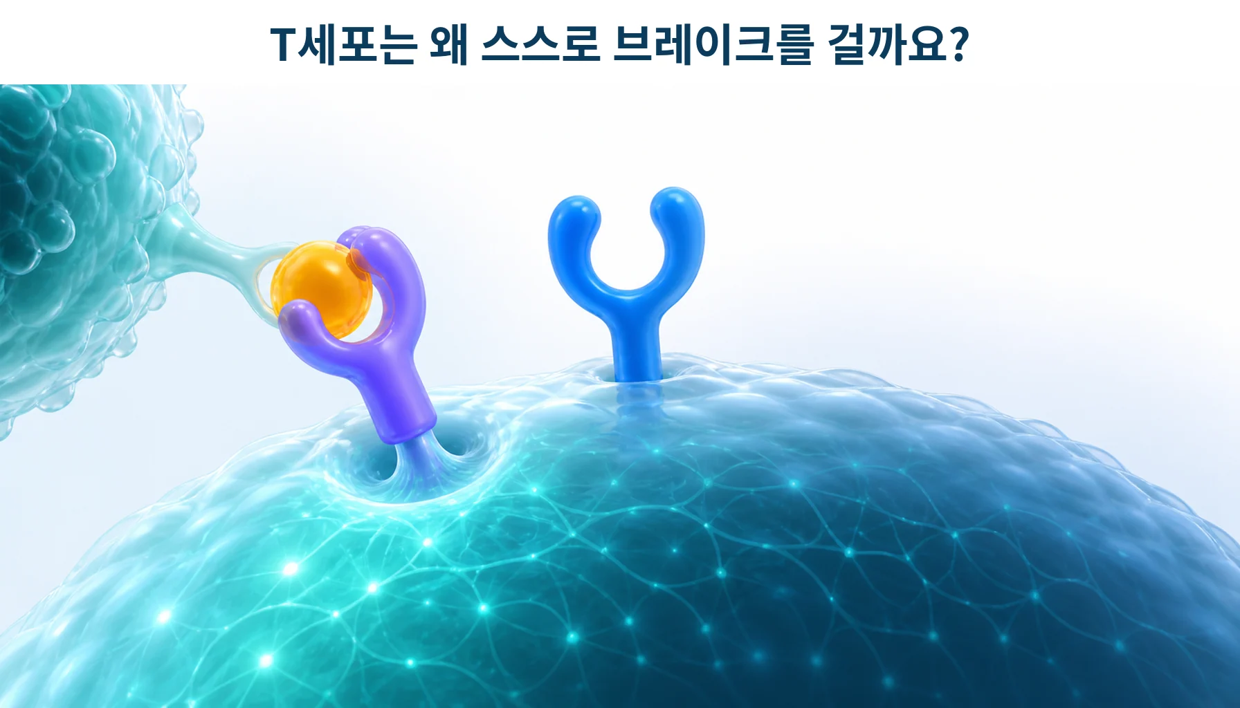 CTLA-4 차단 치료: T세포 활성화와 생존 이득·이상반응