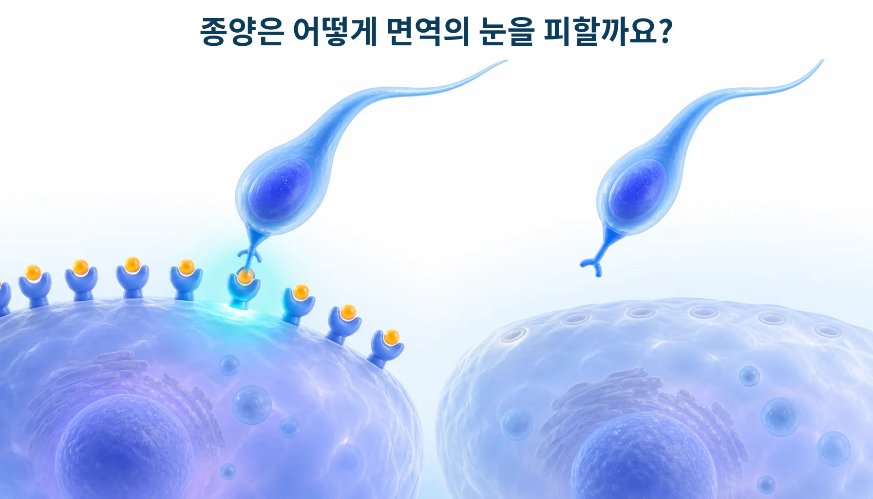 세포 표면의 신분증 분자가 사라져 순찰 세포가 알아보지 못하는 모습을 형상화한 개념 그림