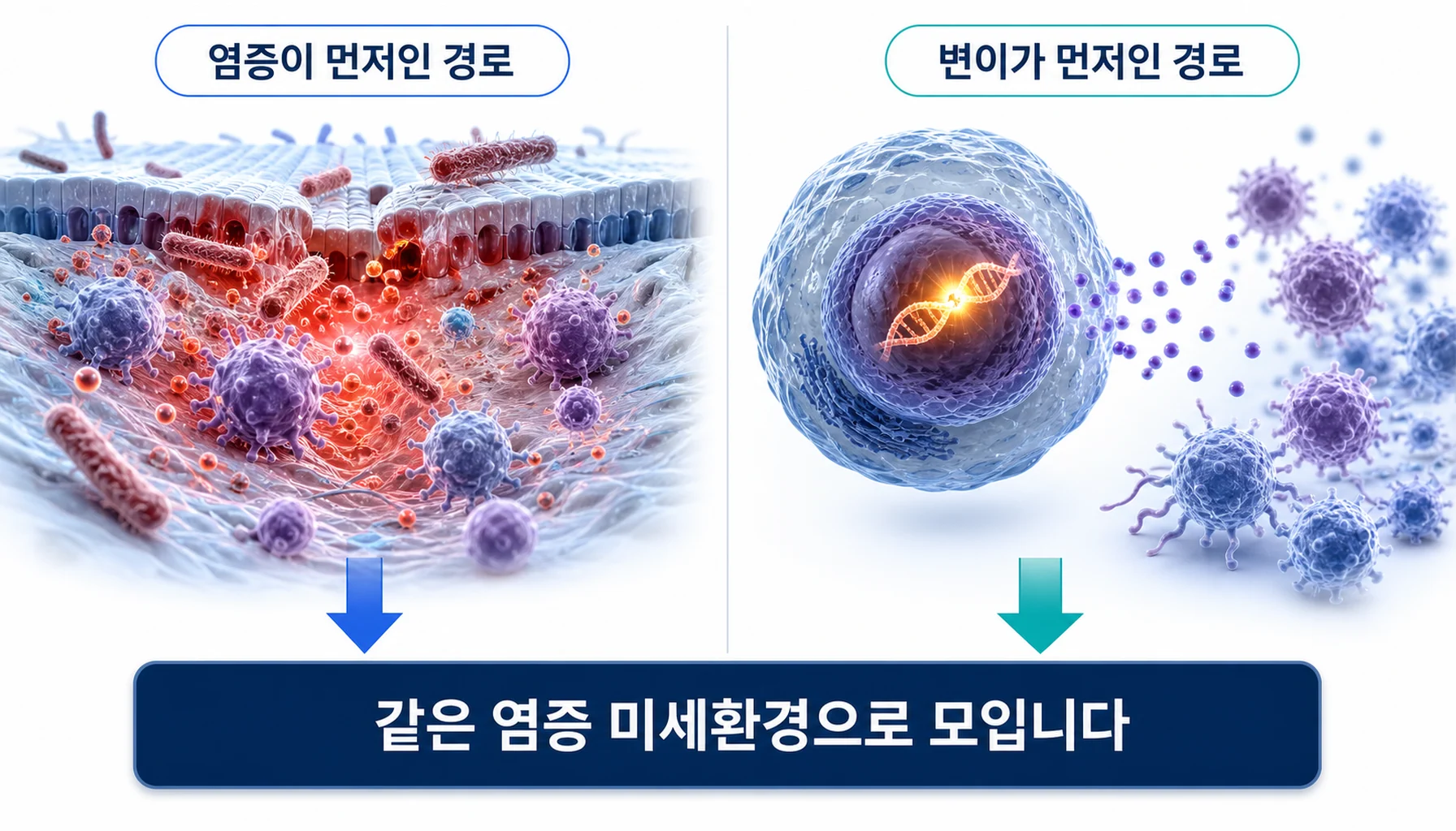 만성 염증이 먼저인 경로와 변이가 먼저인 경로를 나누어 그린 그림
