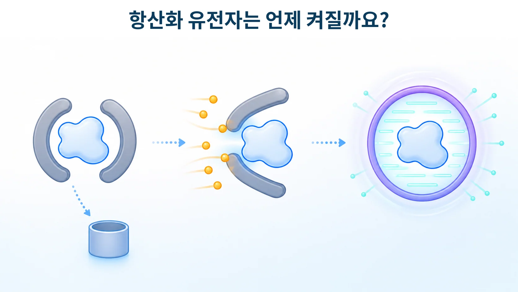 Nrf2, 항산화 유전자를 한꺼번에 켜는 조절자