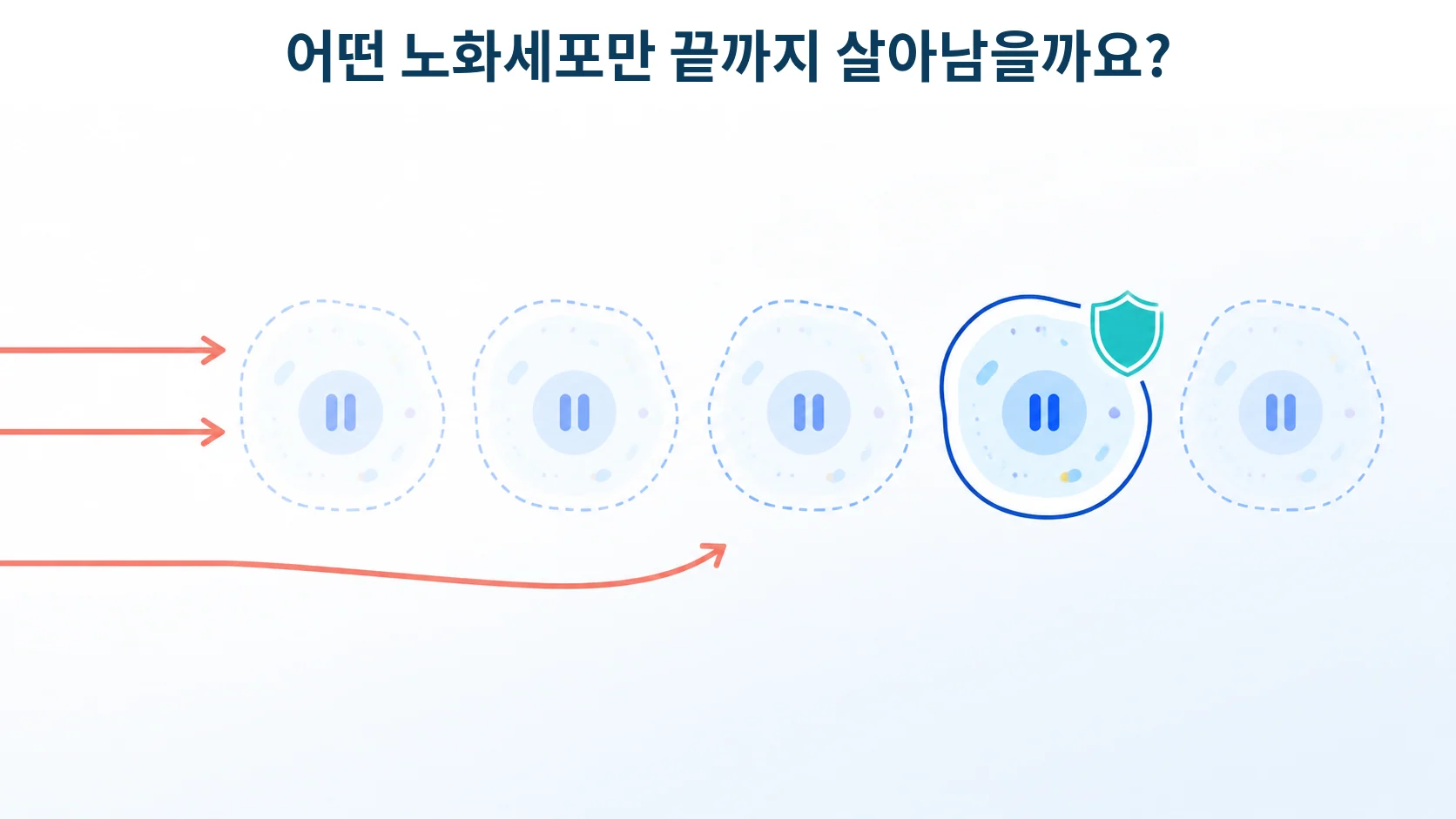 PD-L1, 노화세포가 T세포 감시를 피할 때