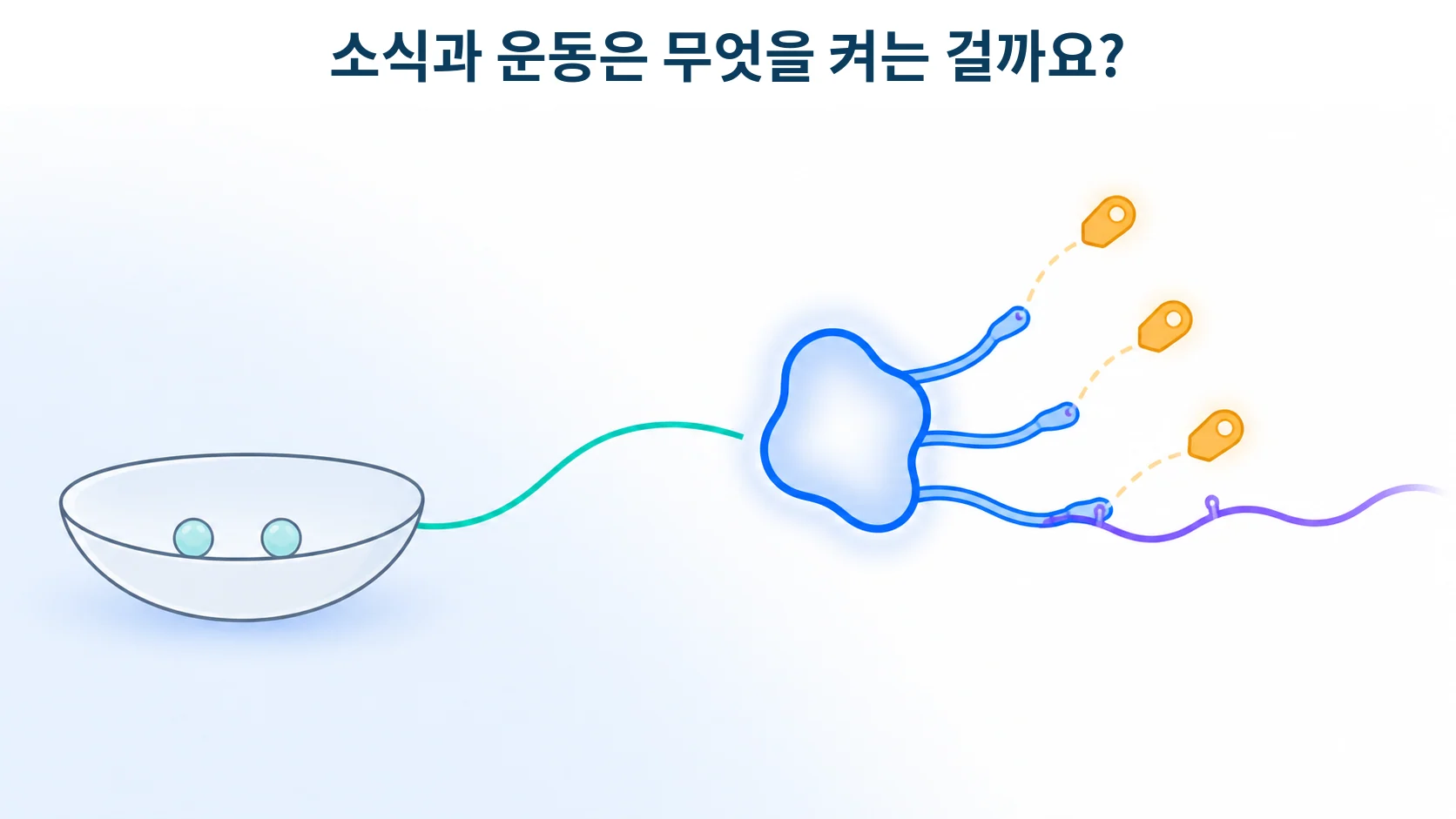 SIRT1, 소식과 운동의 신호를 받아 적는 효소