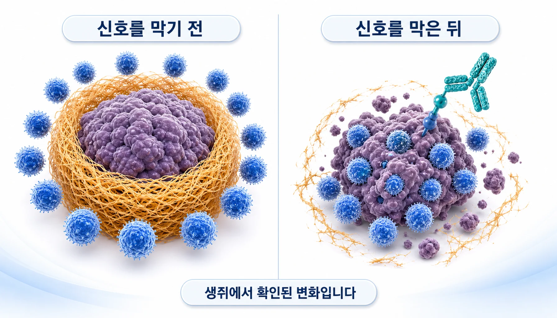 TGF-β를 막았을 때 T세포가 종양 안으로 들어가는 변화를 그린 그림