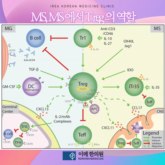 다발성 경화증, 중증 근무력증 #3