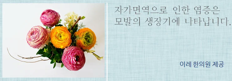 모낭 주변에서 일어나는 면역 반응을 나타낸 이미지