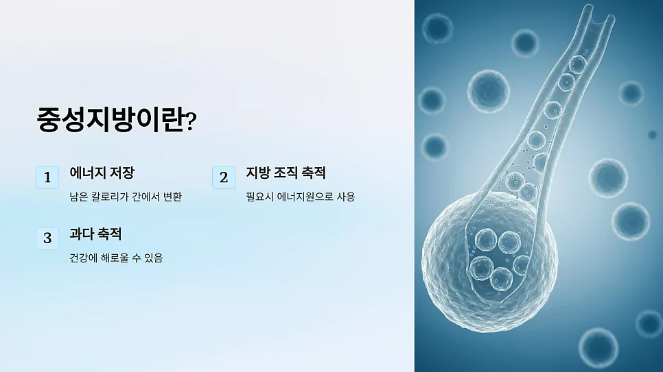 자가면역질환이 있을 때 중성지방 수치가 높아지는 이유 #2