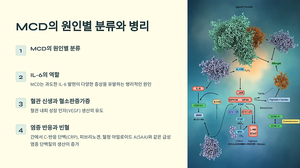 MCD의 IL-6 매개 병태생리 모식도