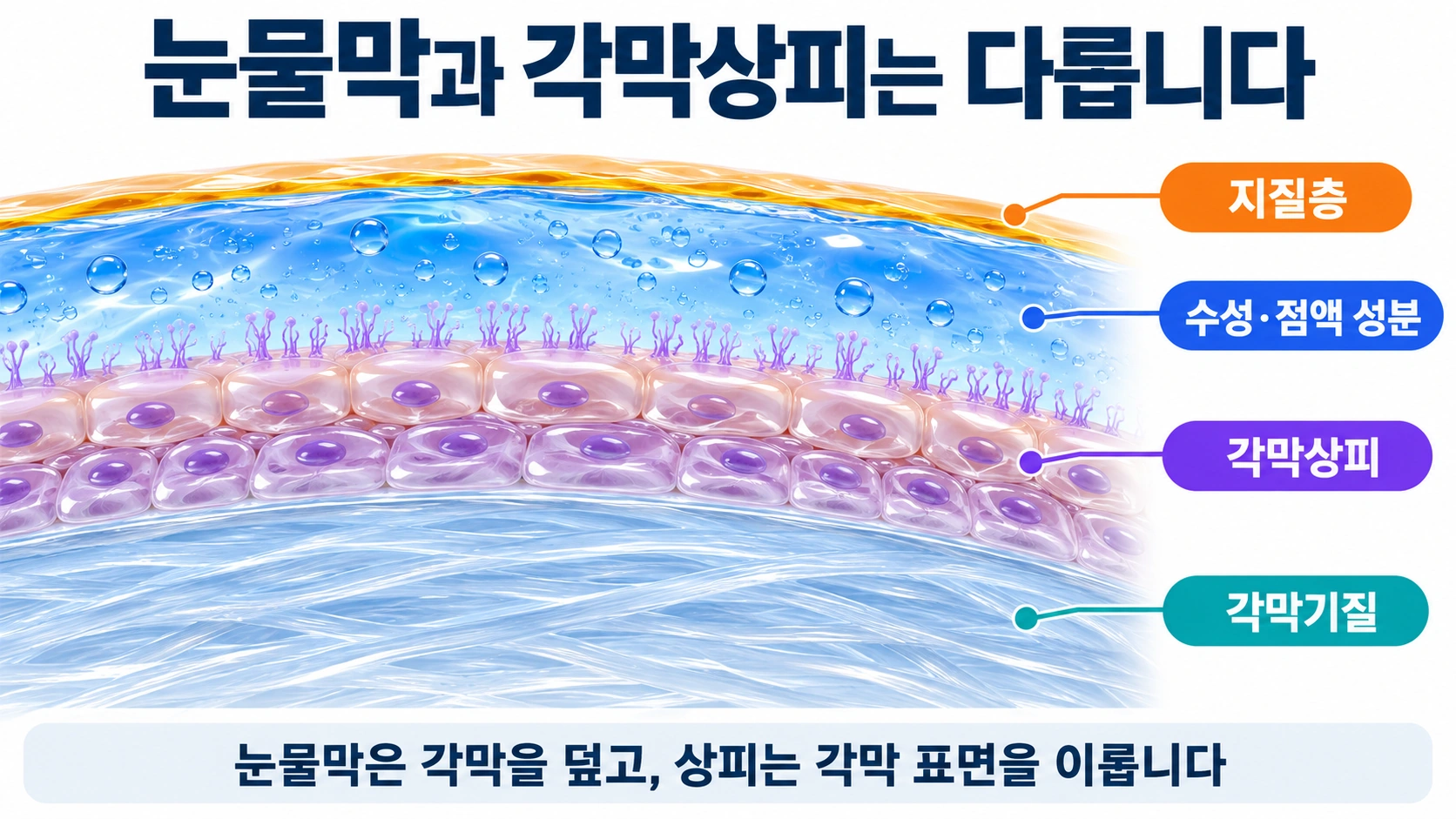 눈물막의 지질과 수성·점액 성분이 각막상피를 덮고 그 아래 각막기질이 위치하는 모식도