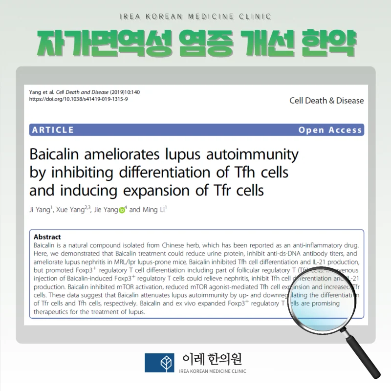 면역 세포 균형