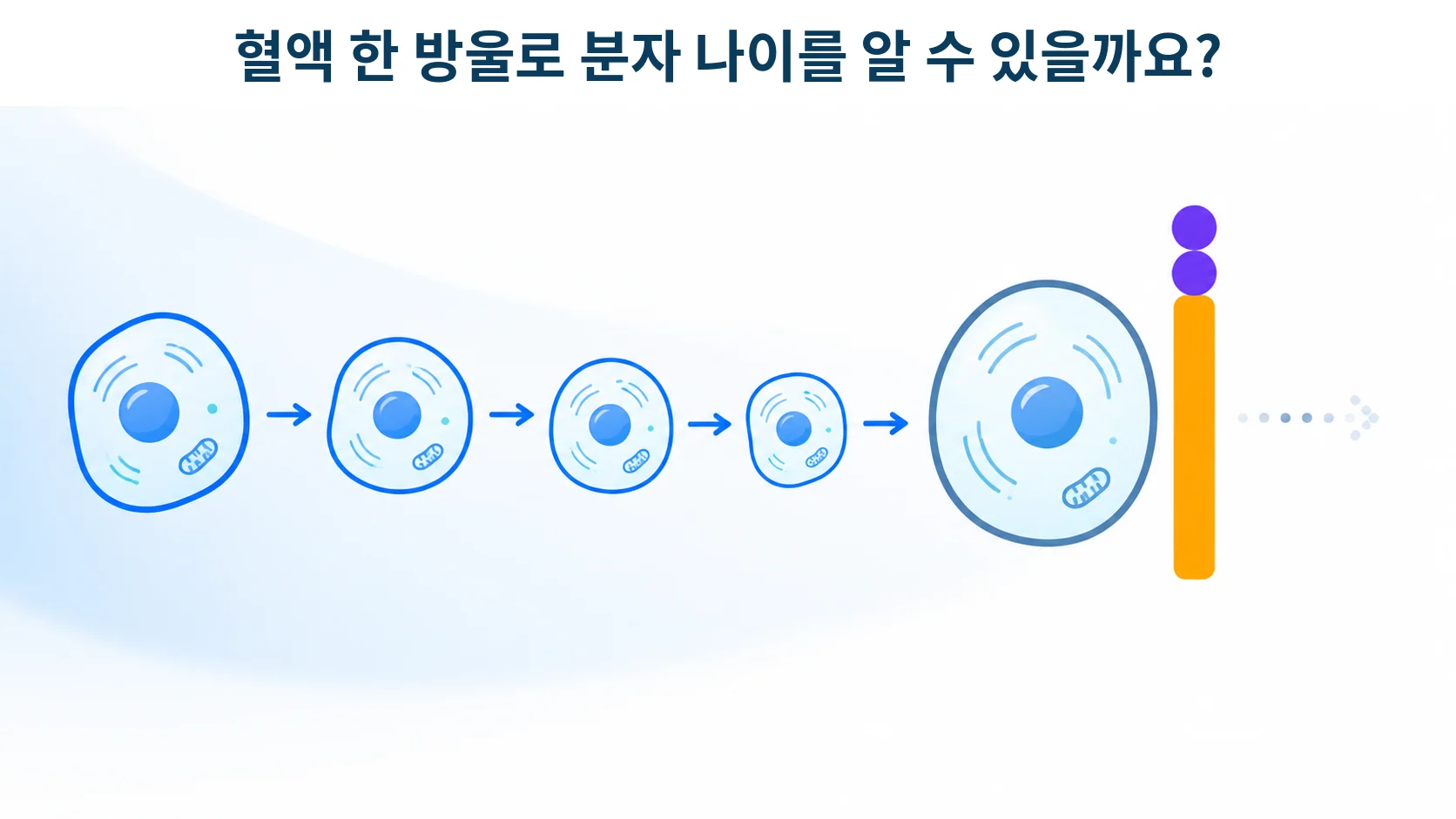 p16과 p21, 세포의 브레이크가 분자 나이를 말해 줄 때
