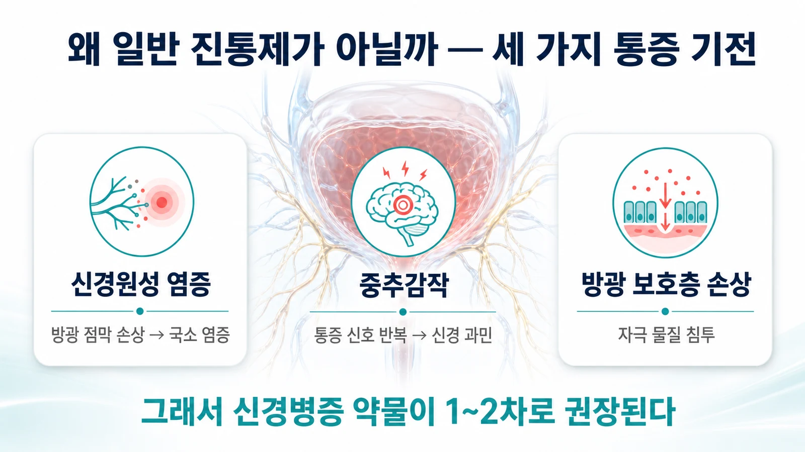 간질성 방광염의 세 가지 통증 기전 — 신경원성 염증, 중추감작, 방광 보호층 손상을 설명하는 인포그래픽