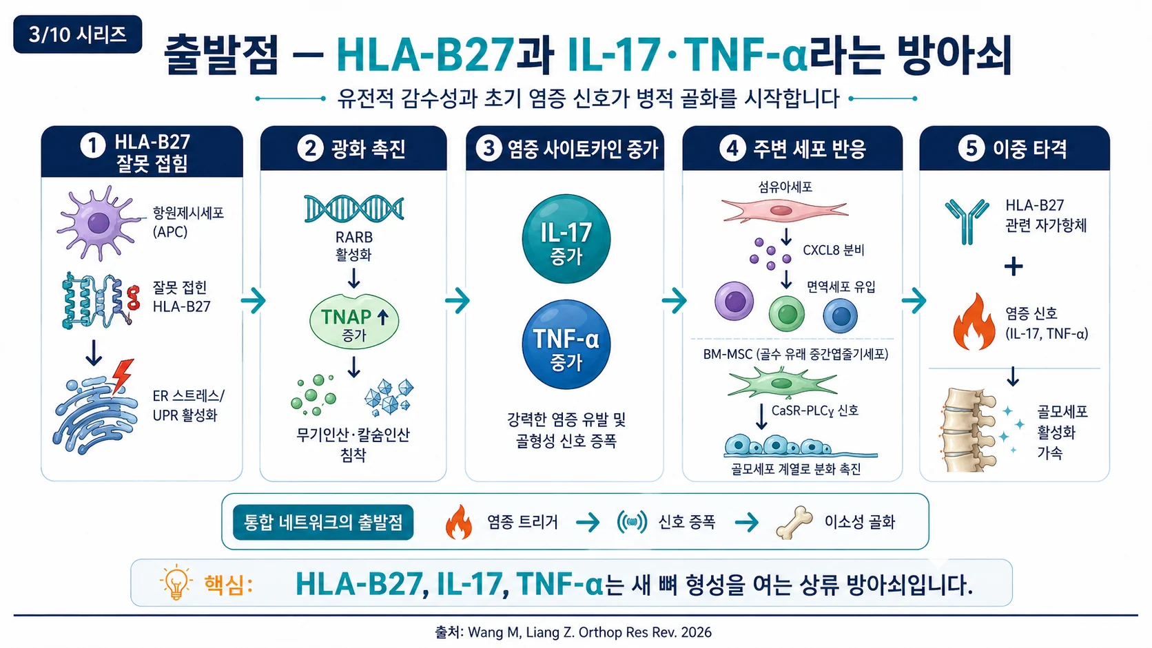출발점 — HLA-B27 소포체 스트레스와 IL-17·TNF-α 방아쇠