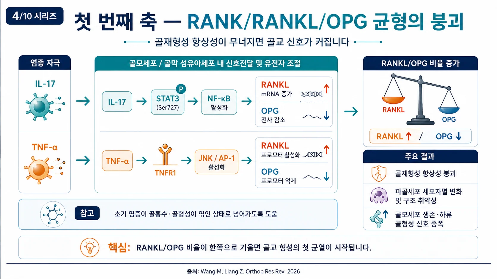 첫 번째 축 — RANK/RANKL/OPG 균형의 붕괴