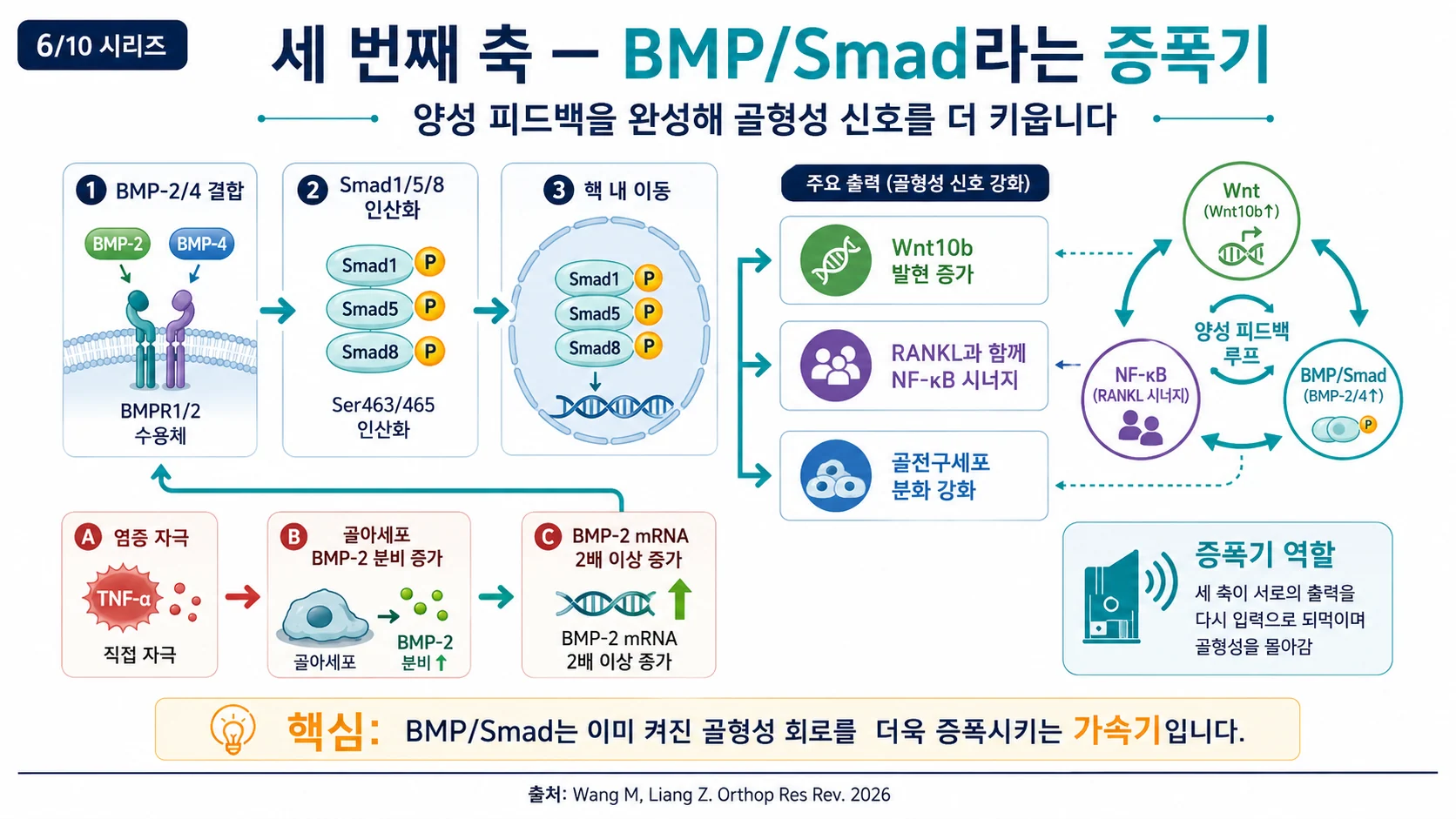 세 번째 축 — BMP/Smad 증폭기와 양성 피드백