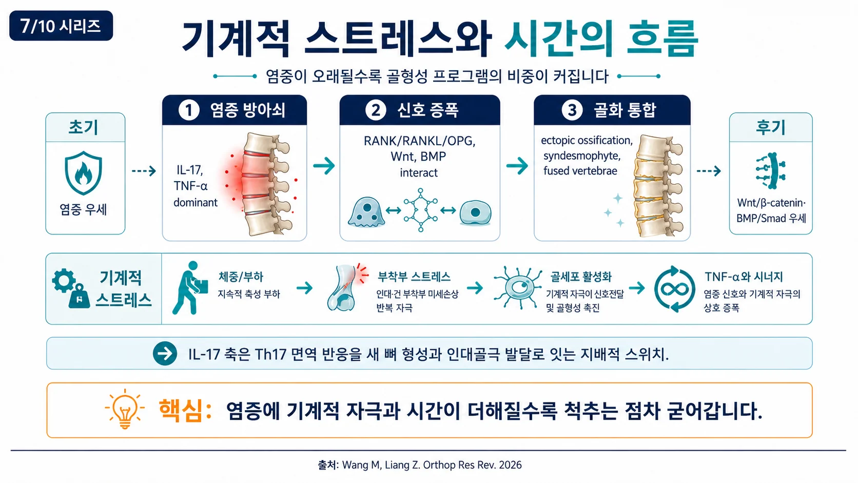기계적 스트레스와 시간의 흐름 — 염증에서 골화 통합으로
