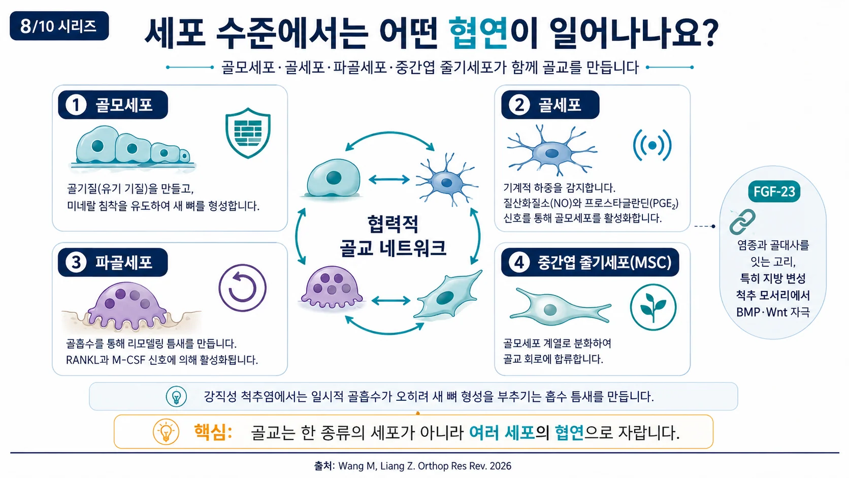 세포 수준의 협연 — 골모세포·파골세포·중간엽 줄기세포