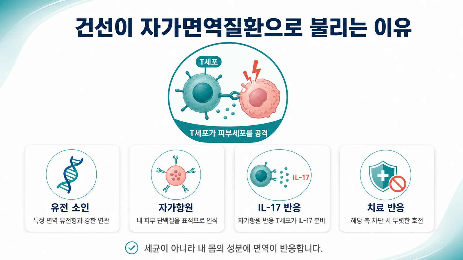 건선을 자가면역 염증으로 보는 근거