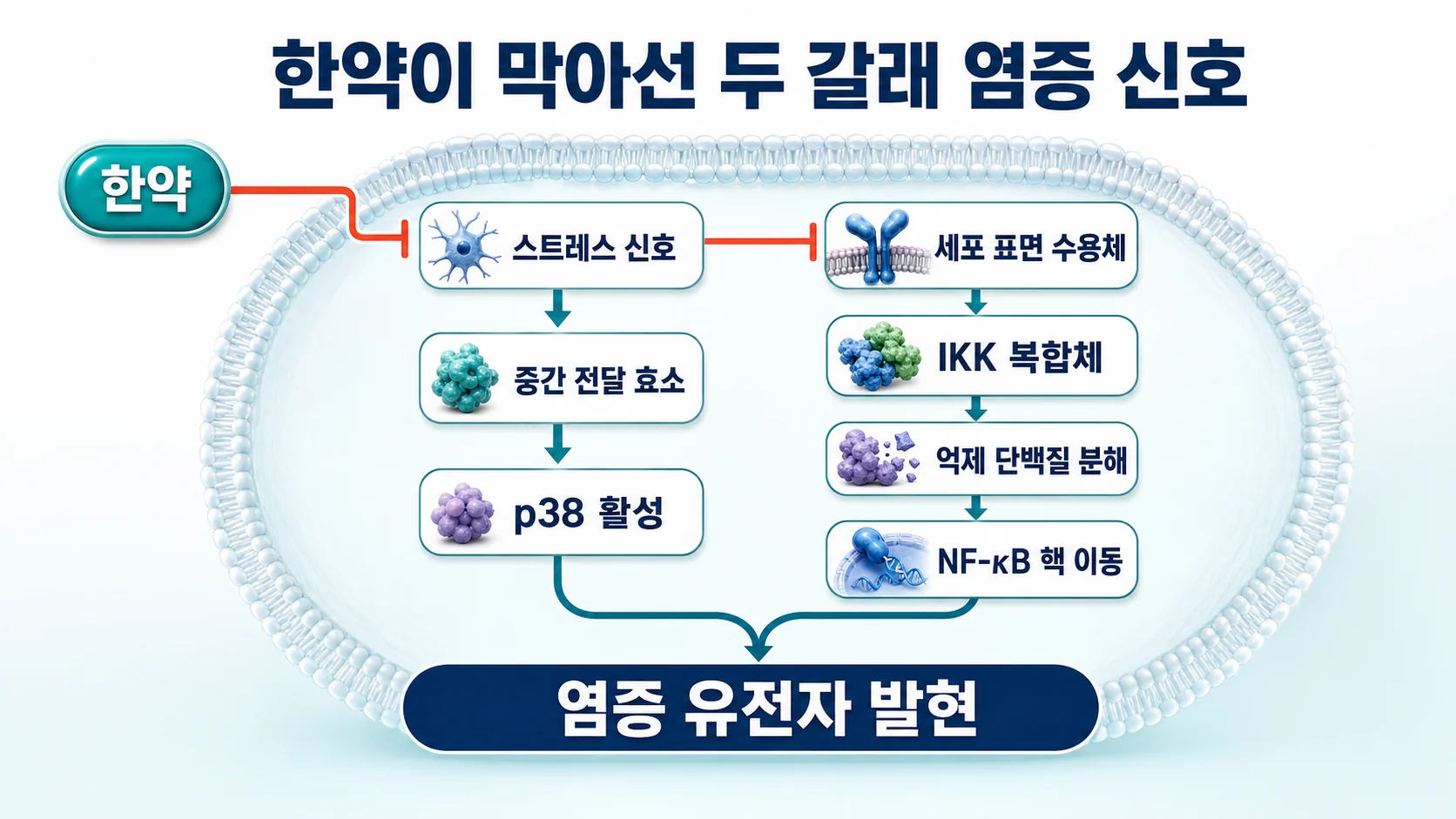 한약이 NF-κB 경로와 p38 경로를 함께 억제하는 기전을 정리한 도식