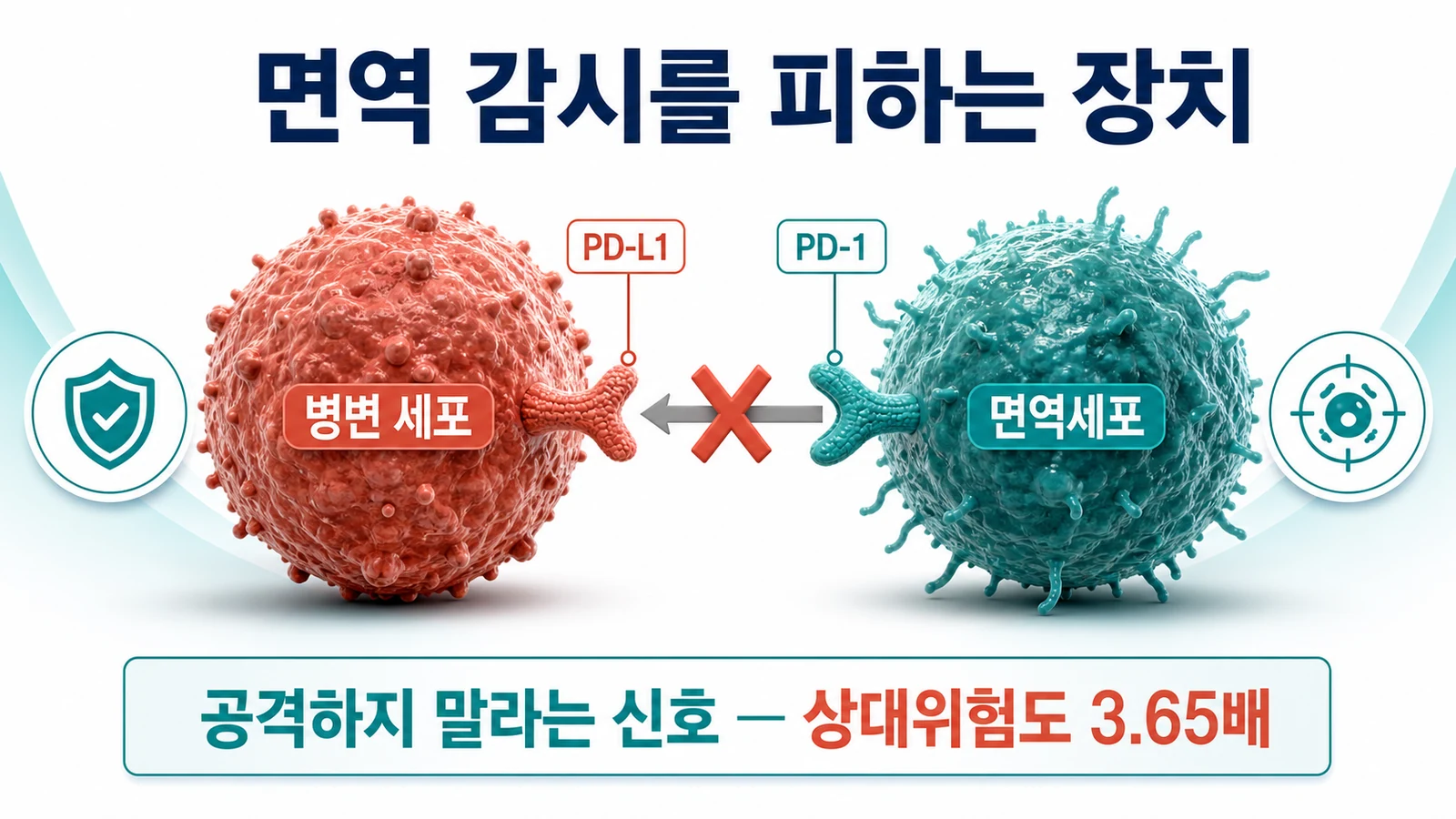 PD-L1 단백질이 면역세포의 공격을 차단하는 면역 회피 기전을 세포 그림으로 설명한 의학 인포그래픽
