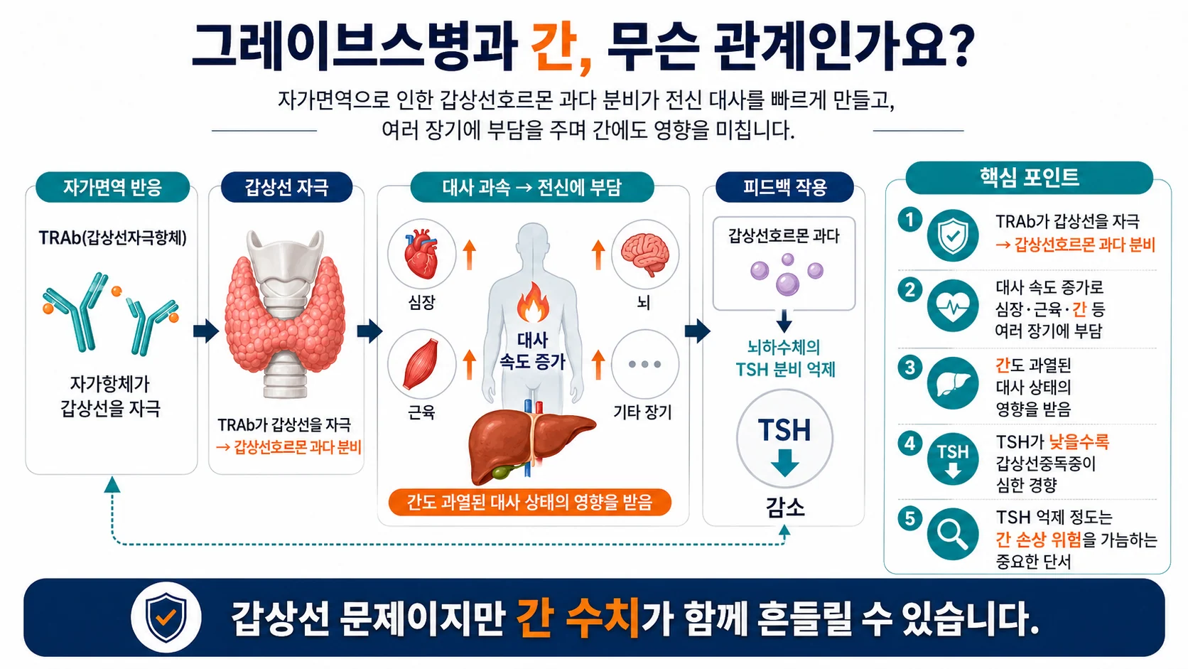 그레이브스병과 간의 관계 — 갑상선호르몬 과잉과 TSH 억제가 간에 미치는 영향