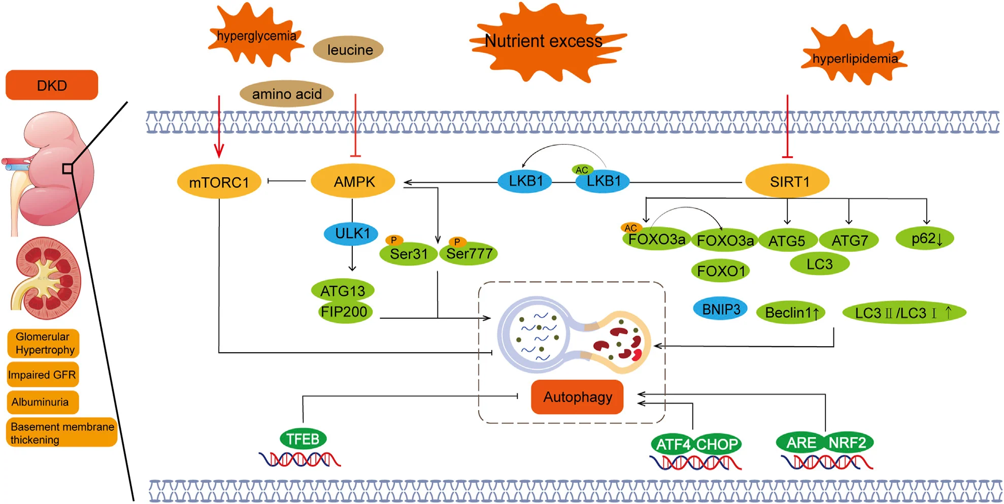 영양 감지 경로와 자가포식 — mTOR·AMPK·SIRT1 신호의 상호작용 (Figure 1, Li 2025 Front Pharmacol)