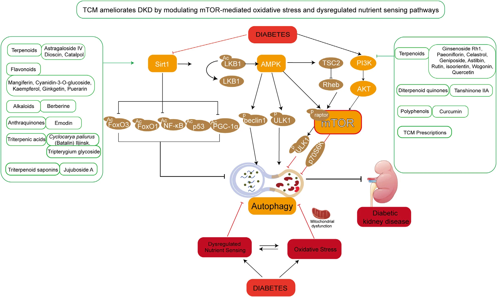 한약 성분 분류와 표적 경로 — SIRT1/AMPK/mTOR 및 PI3K/Akt/mTOR 축 (Figure 4)