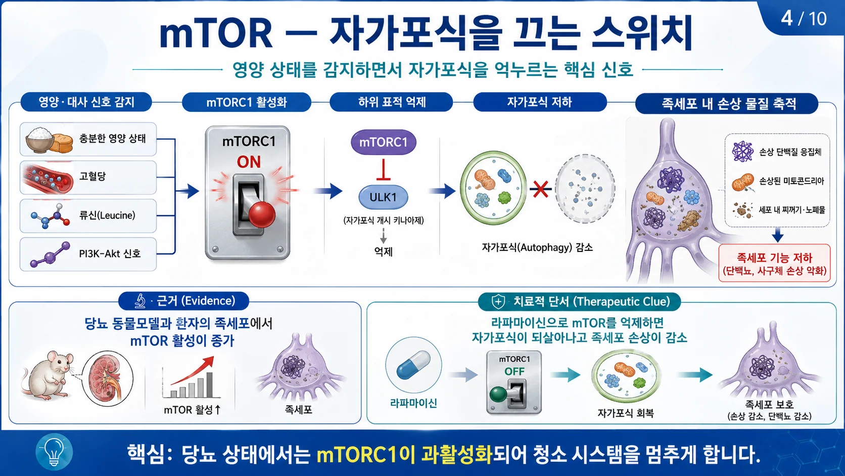 mTOR — 자가포식을 끄는 스위치 (mTORC1 과활성과 자가포식 저하)