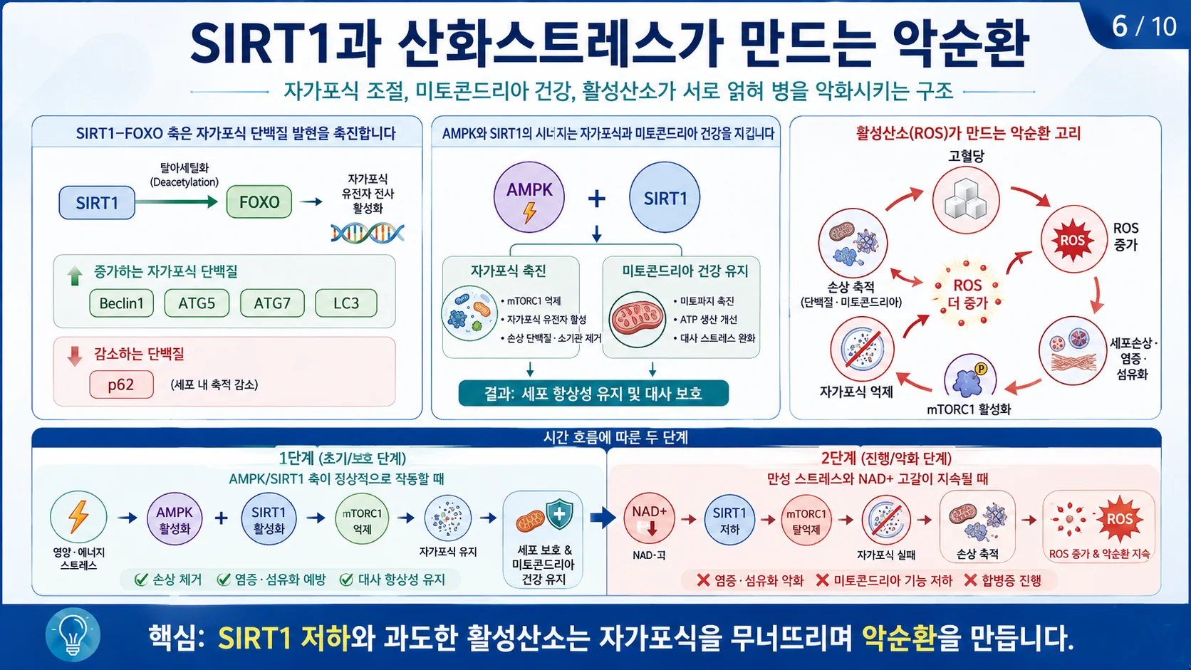SIRT1과 산화스트레스가 만드는 악순환 (단계별 조절과 활성산소 악순환 고리)