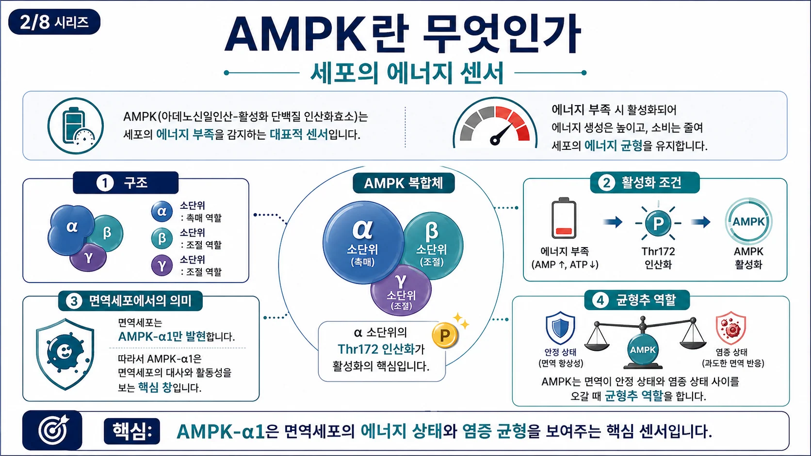 AMPK란 무엇인가 — 세포의 에너지 센서, 구조와 활성 조건
